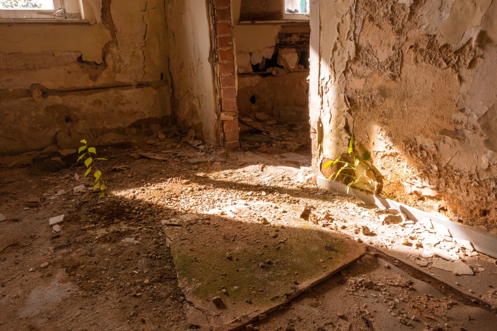 Canon EOS 70D sample photo. Space, moss, plant photography