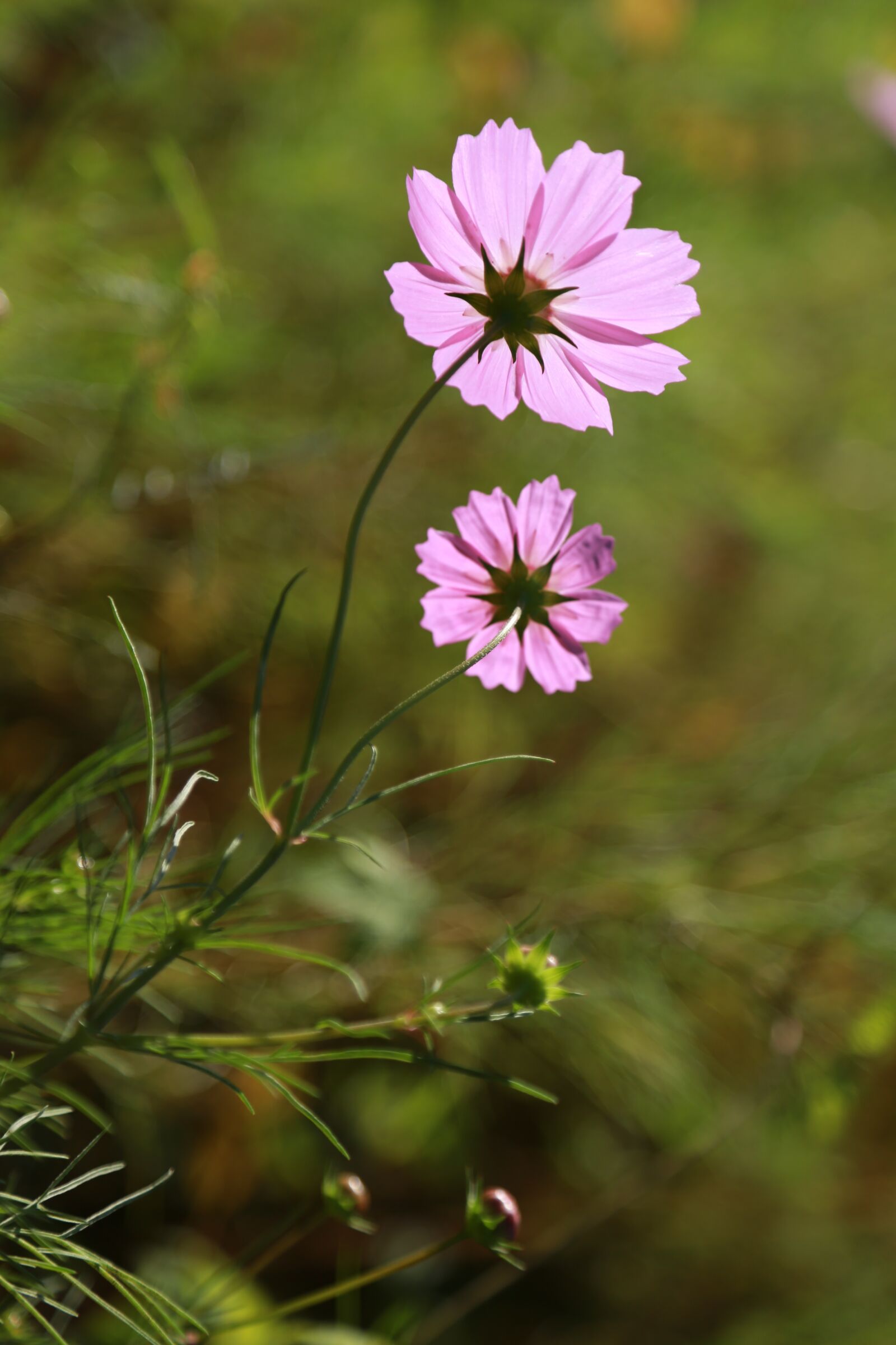 Canon EOS 6D + Canon EF 24-105mm F4L IS USM sample photo. Cosmos, flowers, nature photography