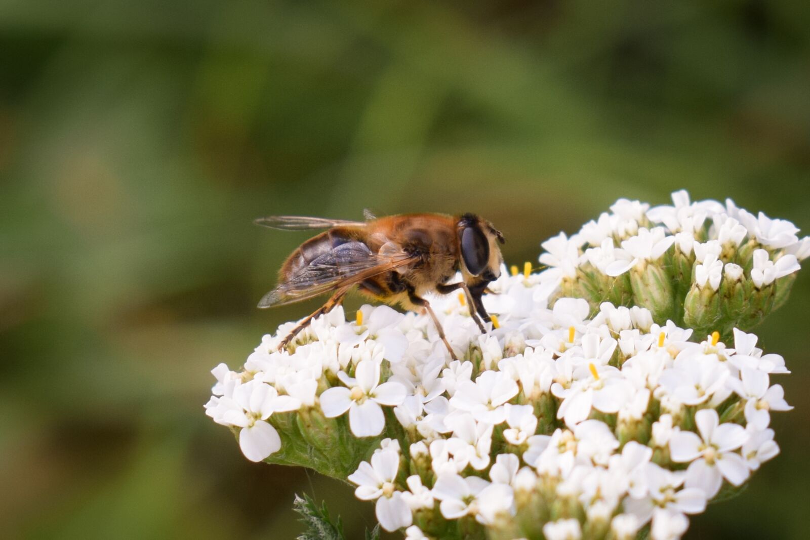 Nikon D5300 sample photo. Nature, bees, bug photography