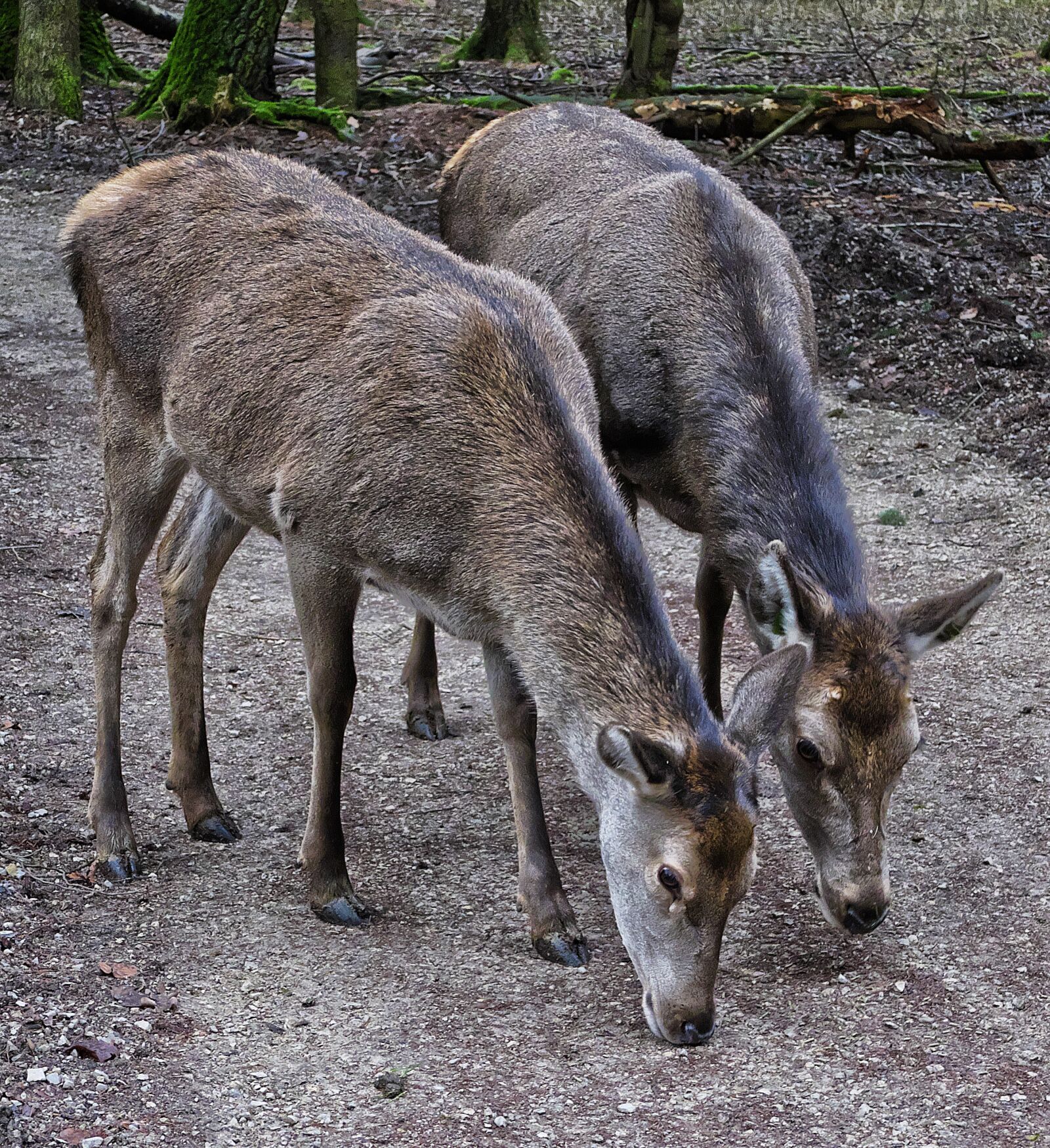 Panasonic Lumix DMC-FZ1000 sample photo. Red deer, doe, deer photography