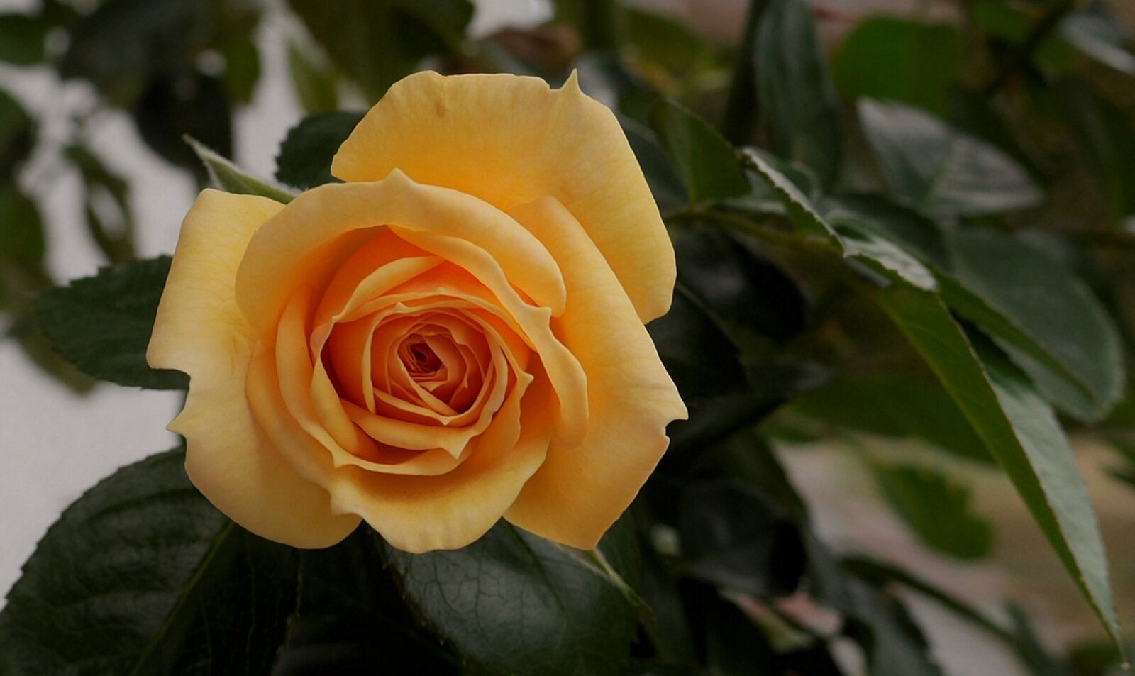 Panasonic Lumix DMC-GH3 sample photo. Summer, rose, yellow photography
