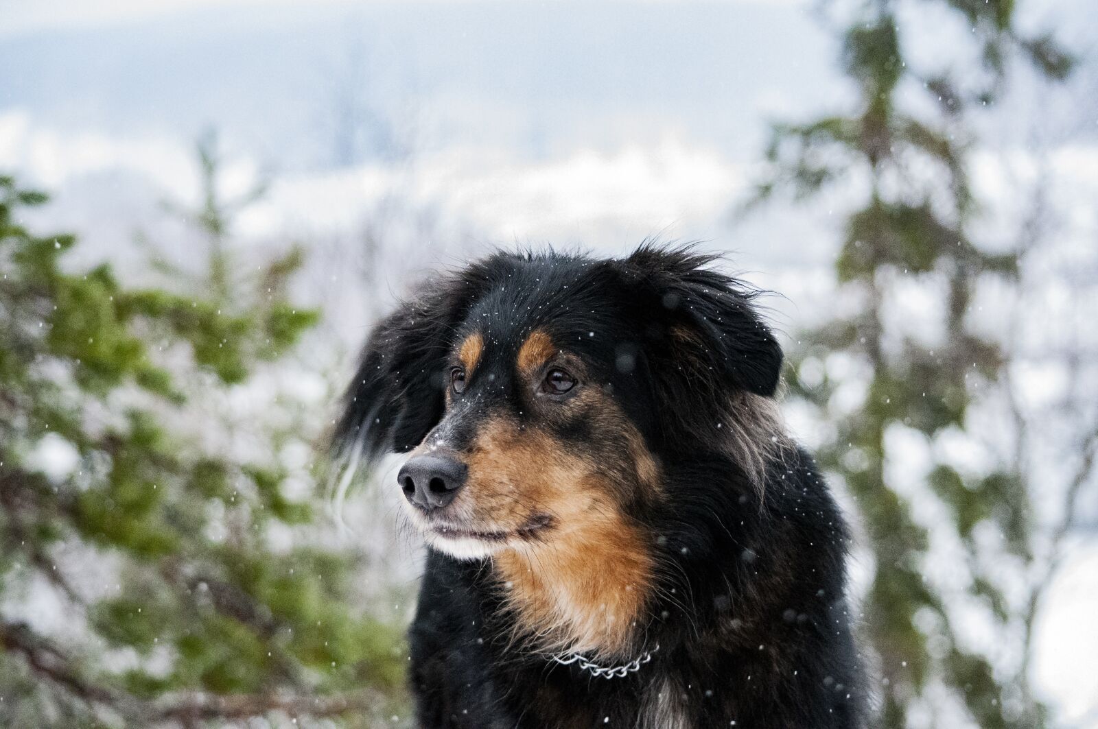 Nikon D5000 sample photo. Dog, mongrel, pet photography