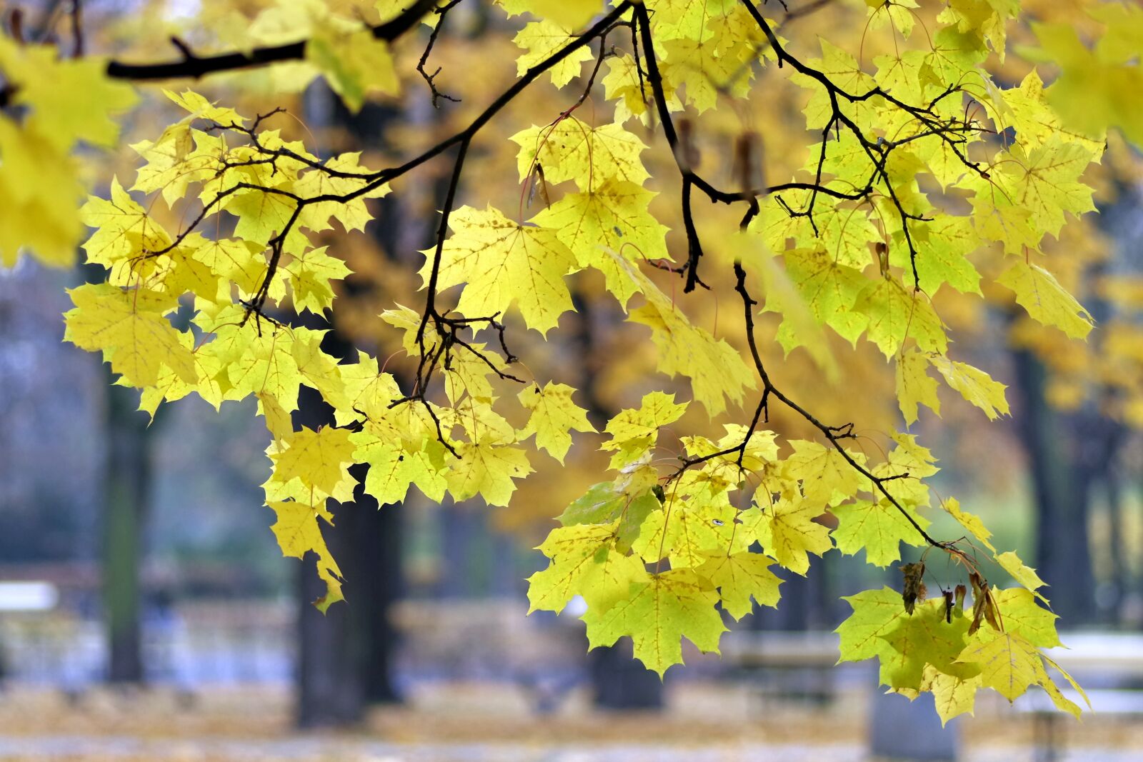 Pentax K-S2 sample photo. Autumn, park, yellow photography