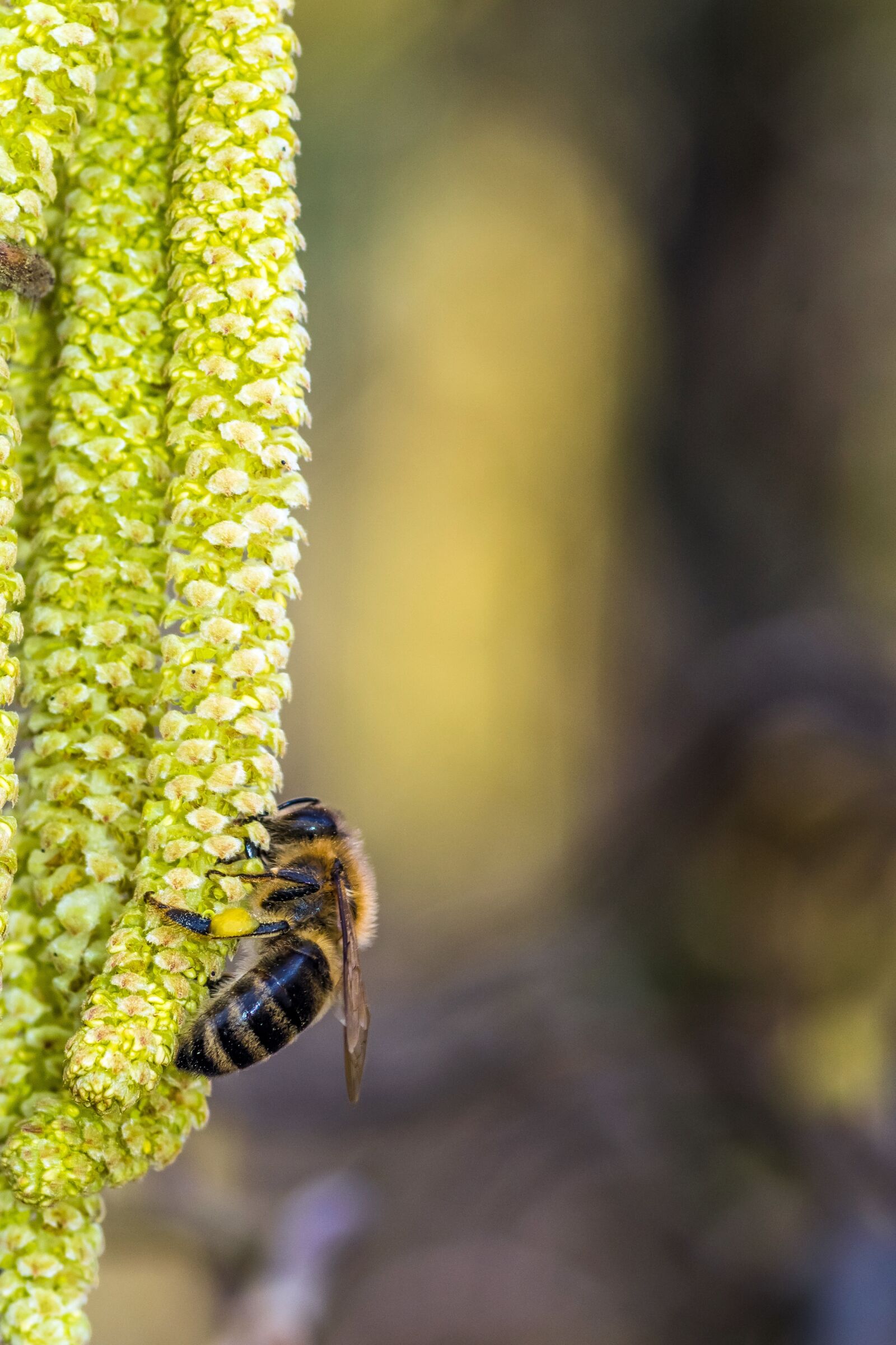 Pentax smc D-FA 100mm F2.8 Macro WR sample photo. Bee miodna, nectar, honey photography