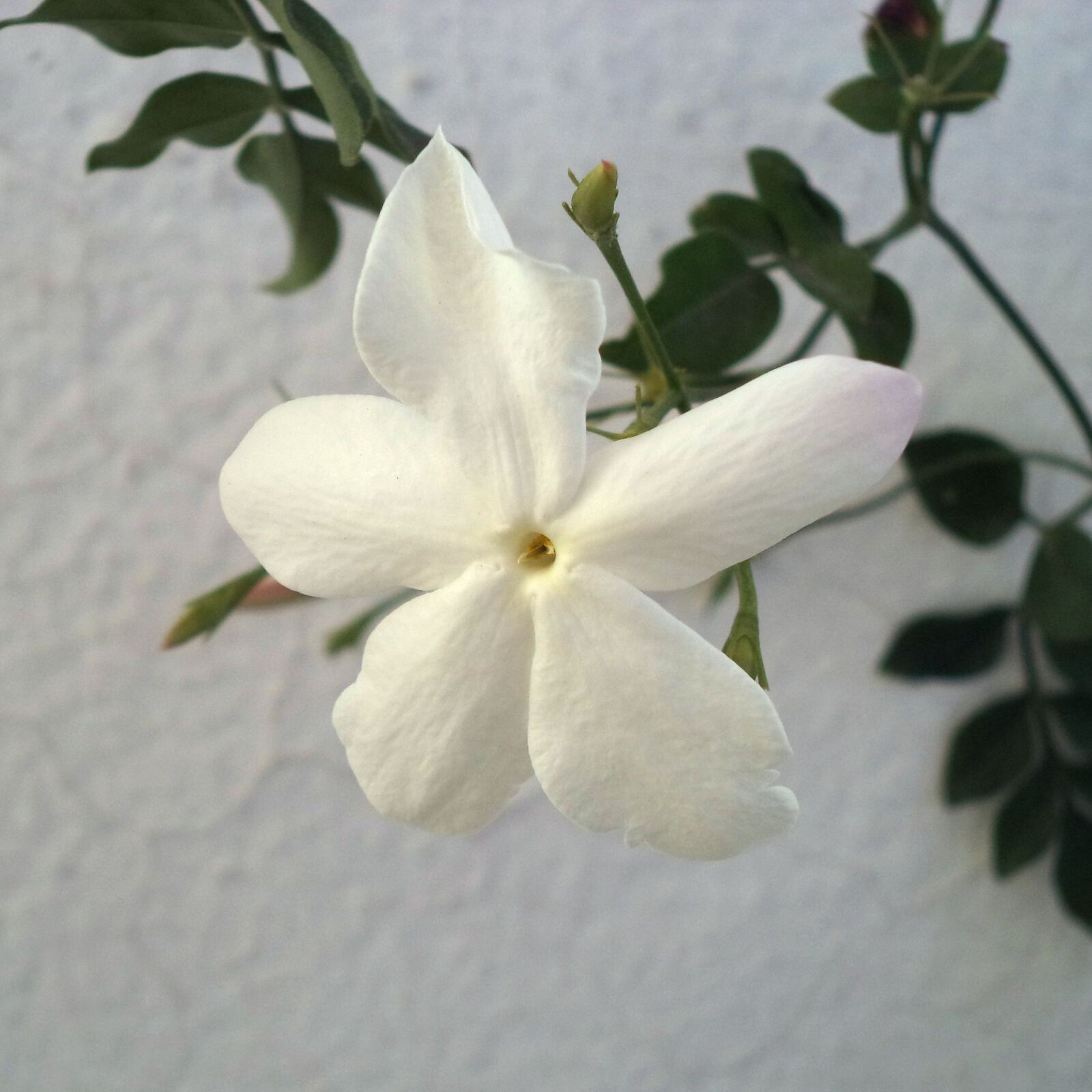 Sony Cyber-shot DSC-W710 sample photo. Flower, jasmine, perfume photography