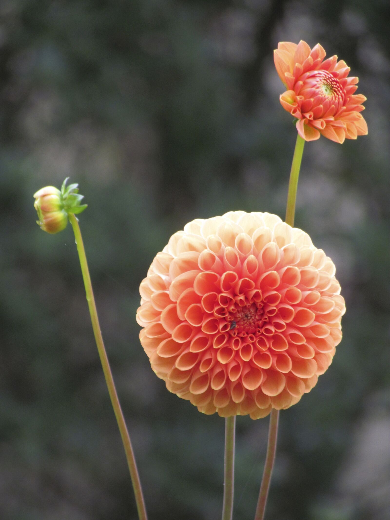 Canon PowerShot SX30 IS sample photo. Nature, flower, plant photography