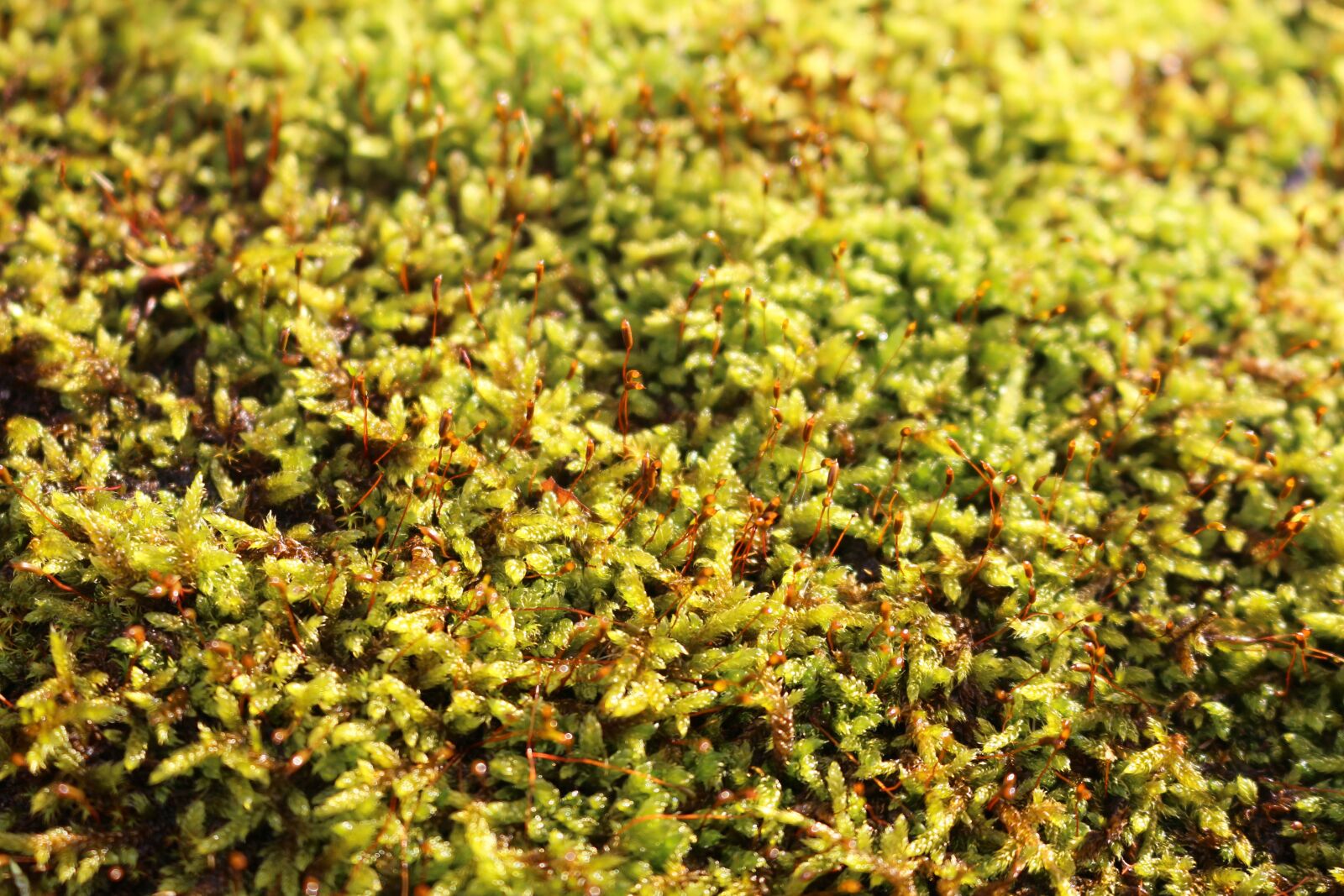 Canon EOS 700D (EOS Rebel T5i / EOS Kiss X7i) sample photo. Green, moss, mosses photography