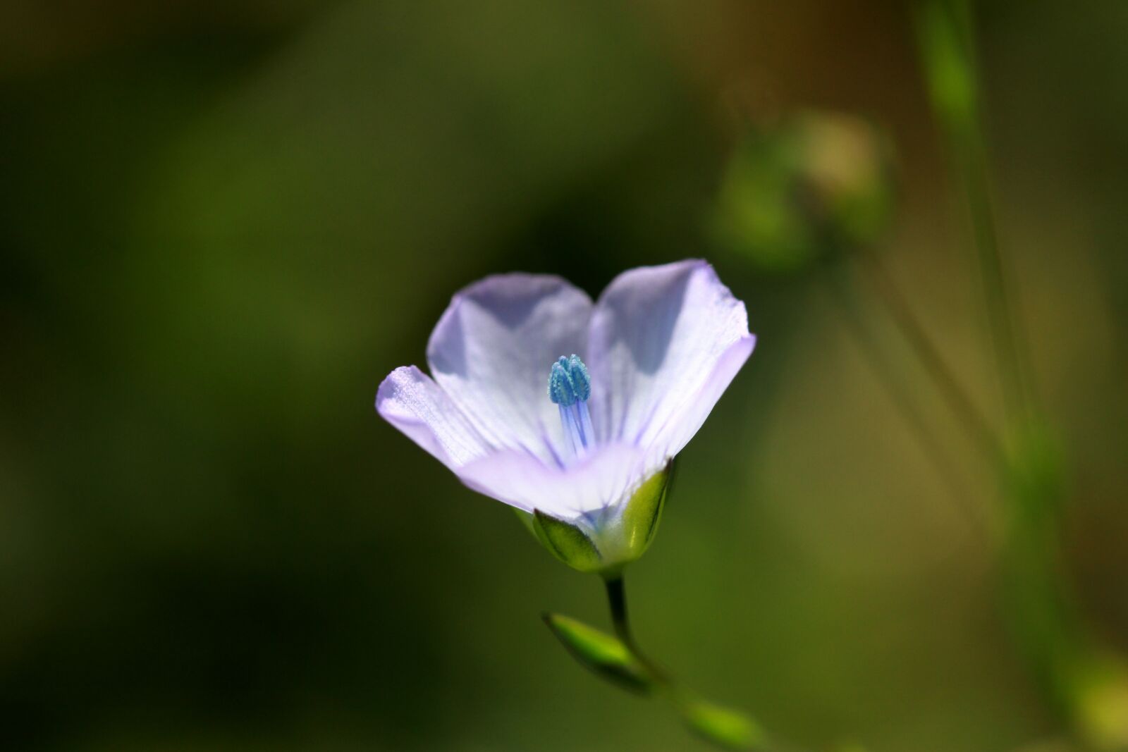 Canon EF-S 60mm F2.8 Macro USM sample photo. Flower, blue, wild photography