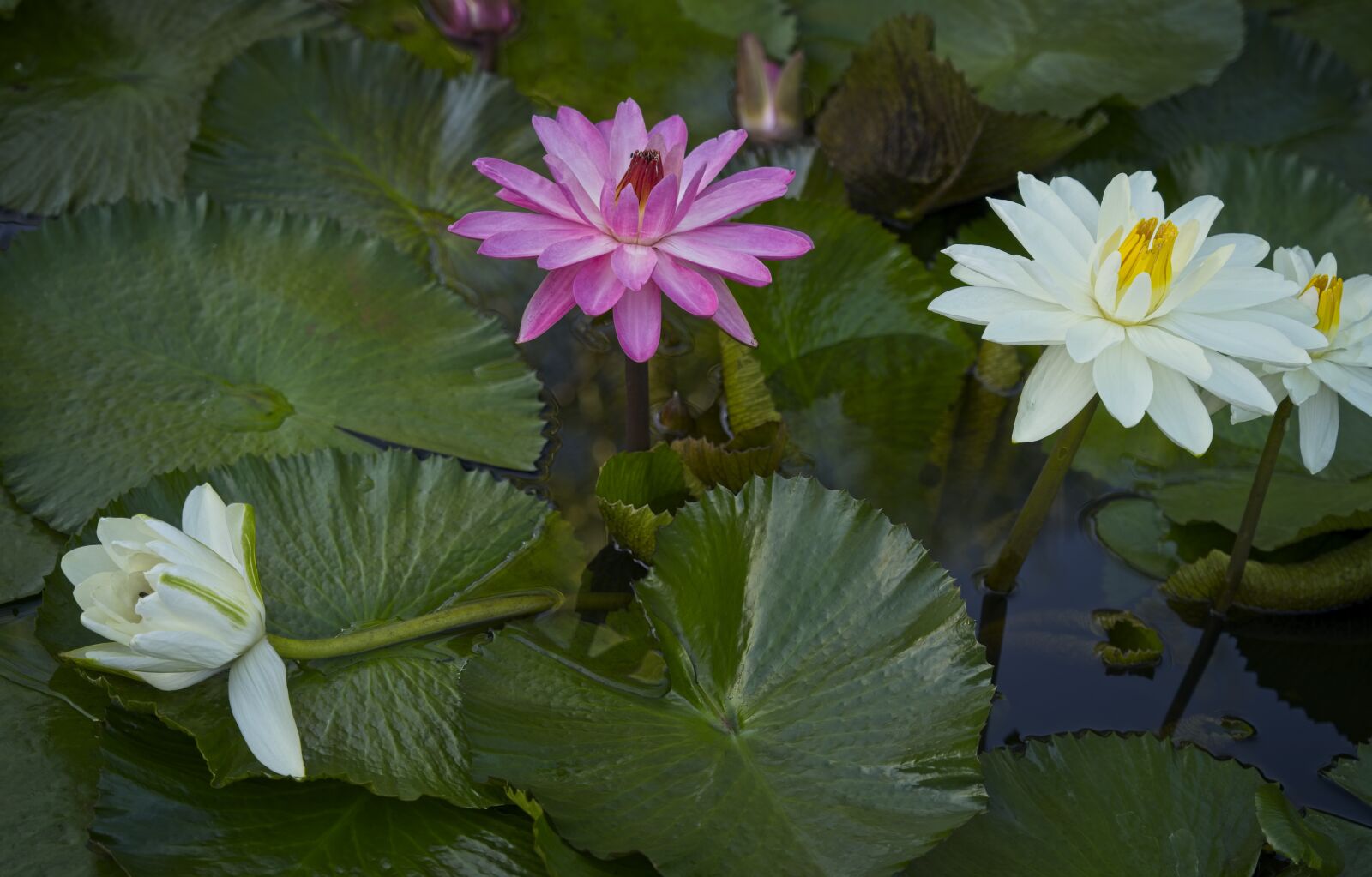 Sony FE 24-105mm F4 G OSS sample photo. Water lilies, lily pond photography
