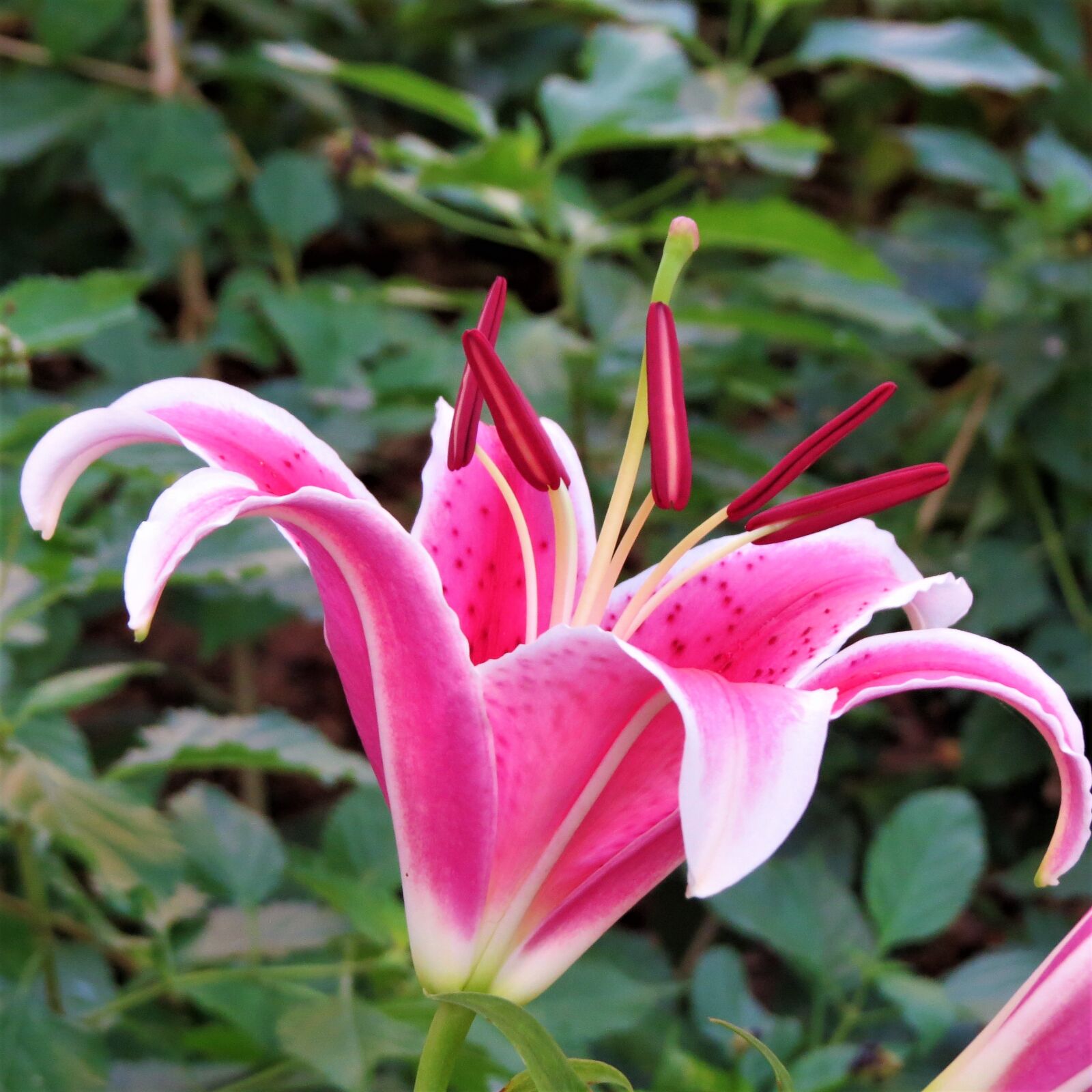 Canon PowerShot SX50 HS sample photo. Pink and purple flower photography
