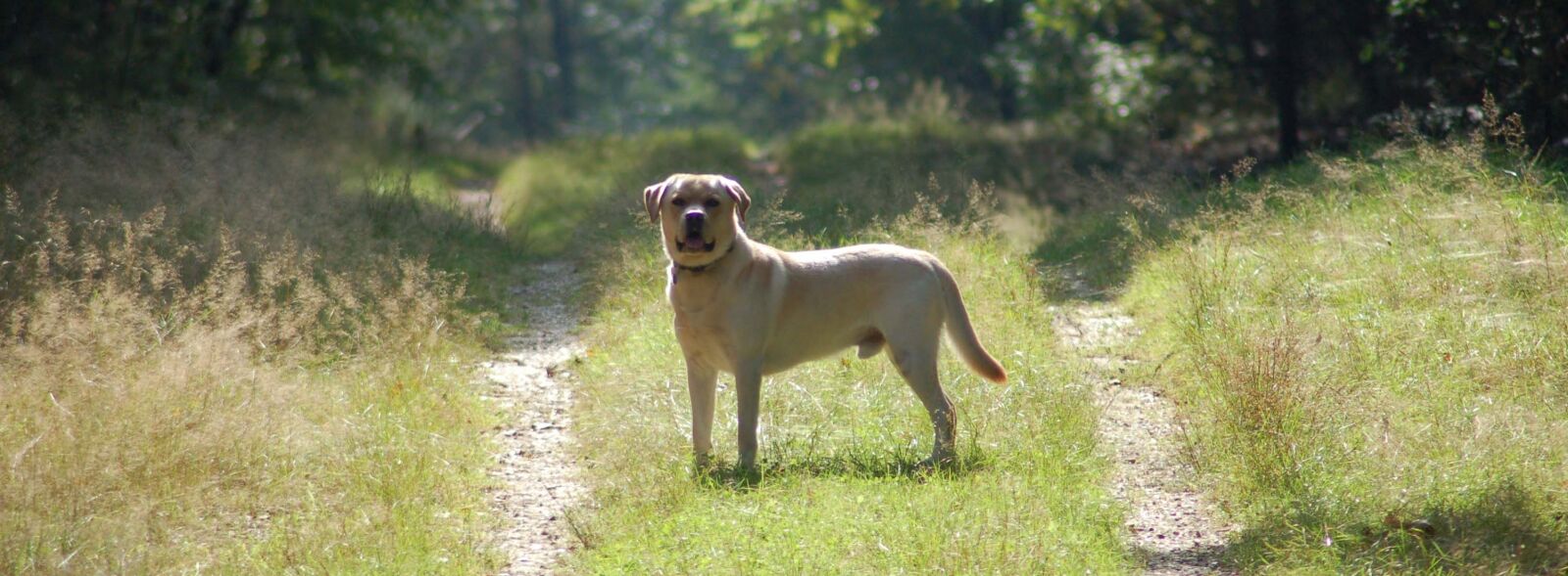 Nikon D50 sample photo. Labrador, retriever, blonde photography