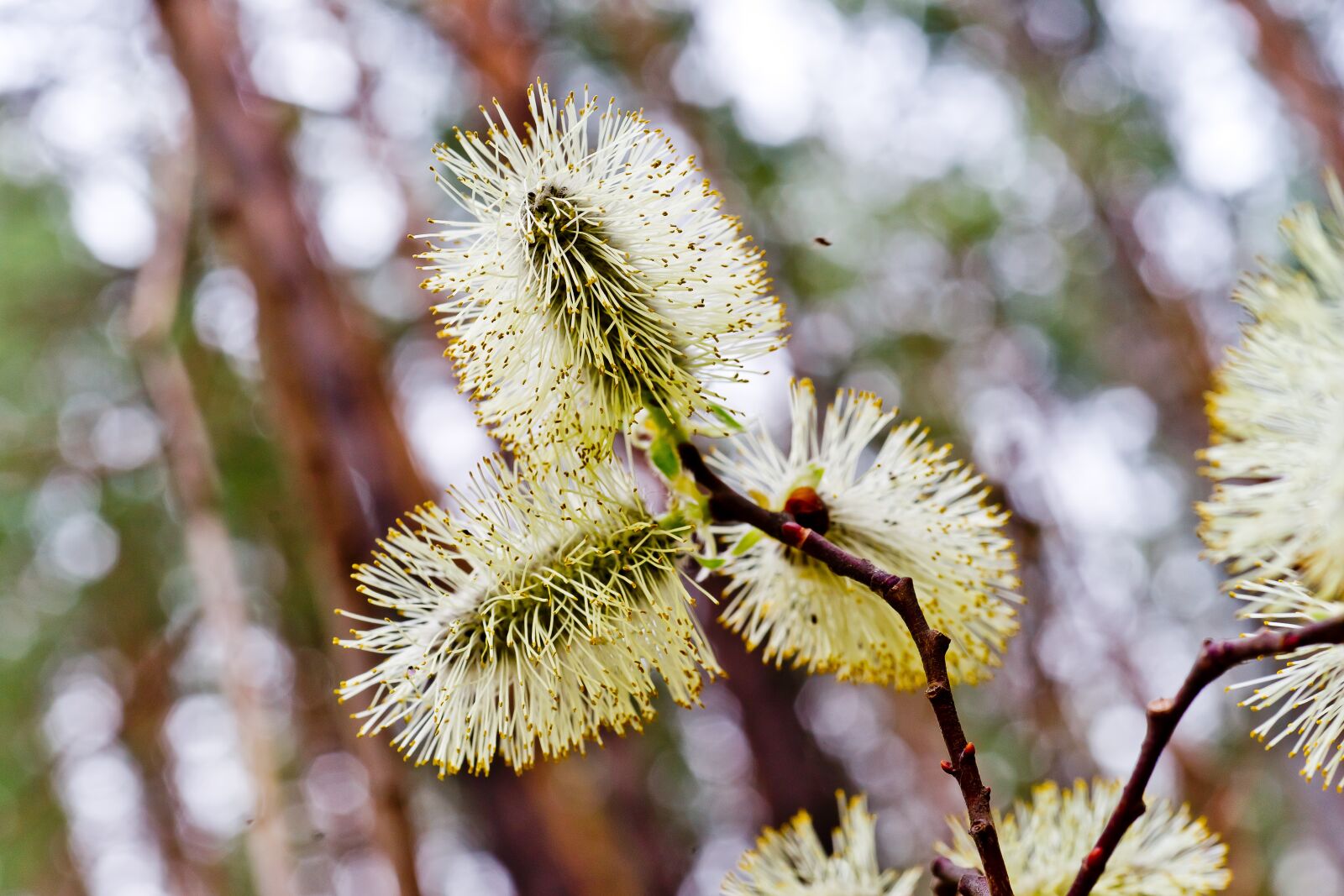 Sony Alpha DSLR-A850 + Minolta AF 50mm F3.5 Macro sample photo. Willow blooms, spring, bright photography