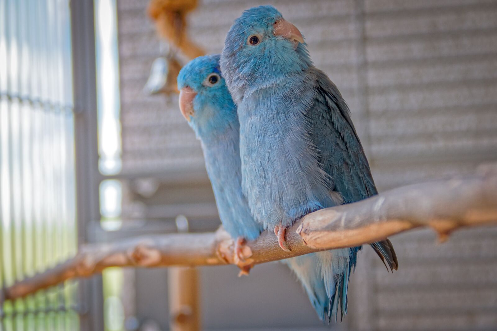 Canon EOS 80D sample photo. Animals, passerine parrots, blue photography