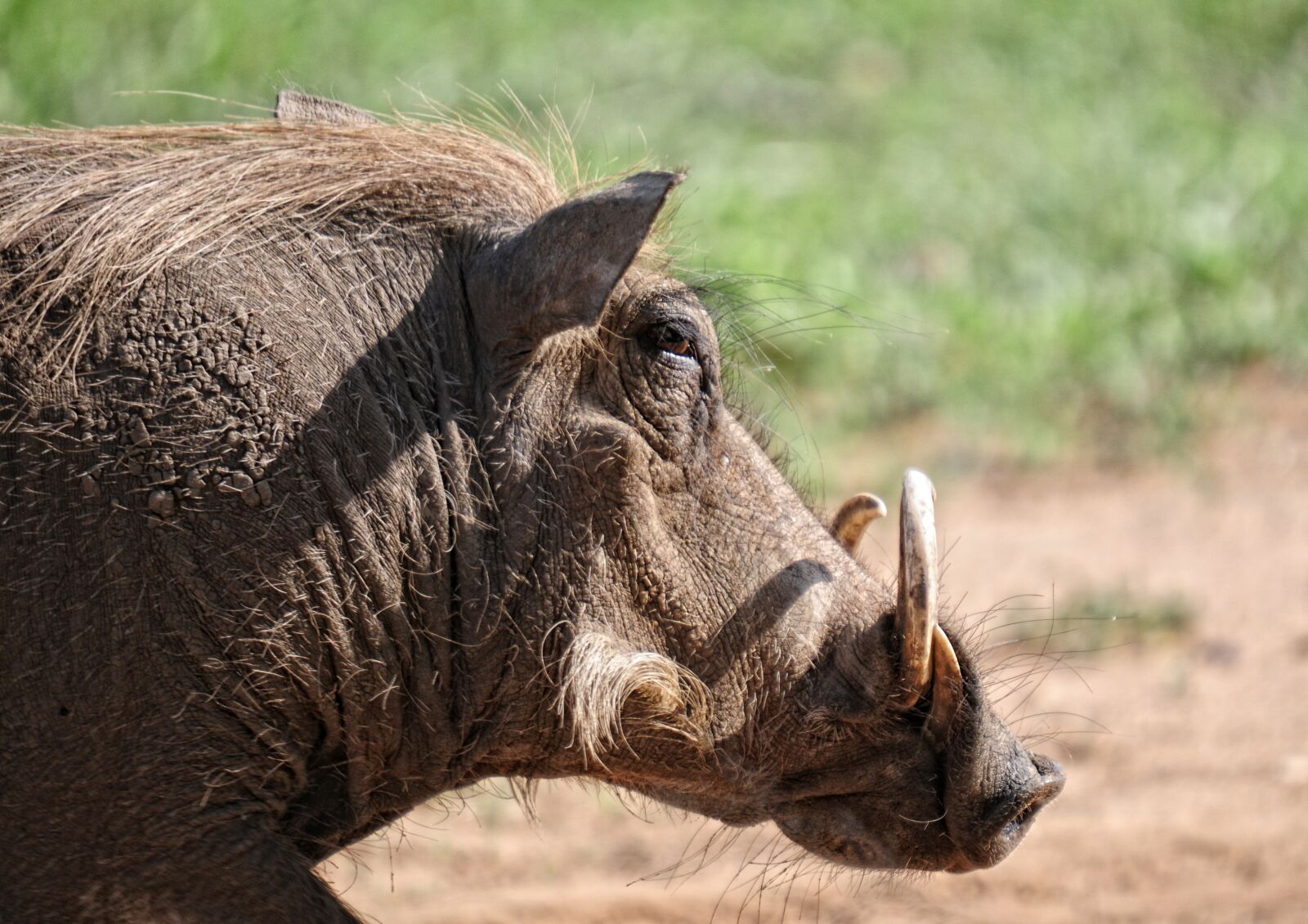 Nikon D300 sample photo. Warthog, animal, mammal photography