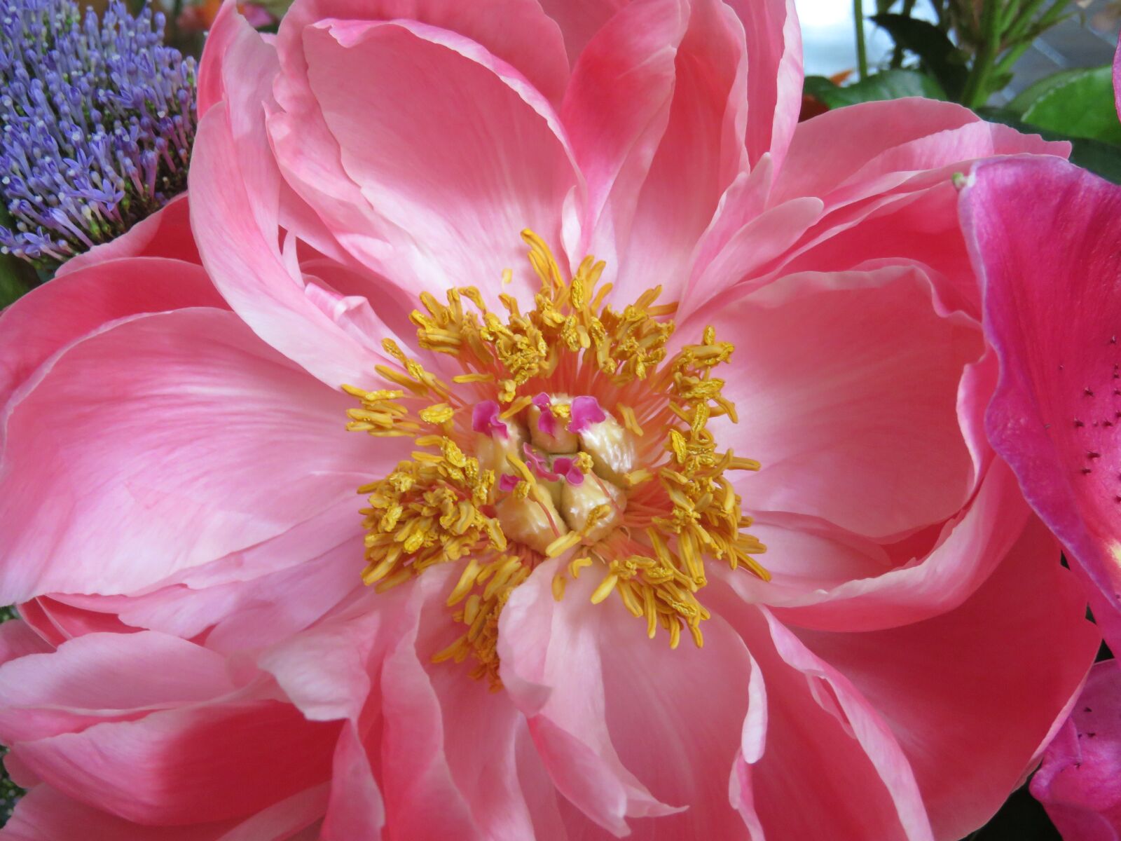 Canon PowerShot SX60 HS sample photo. Flower, pink, peony photography