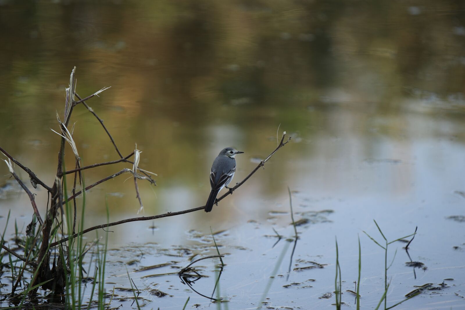 Canon EOS 7D Mark II sample photo. Wagtail, bird, branch photography