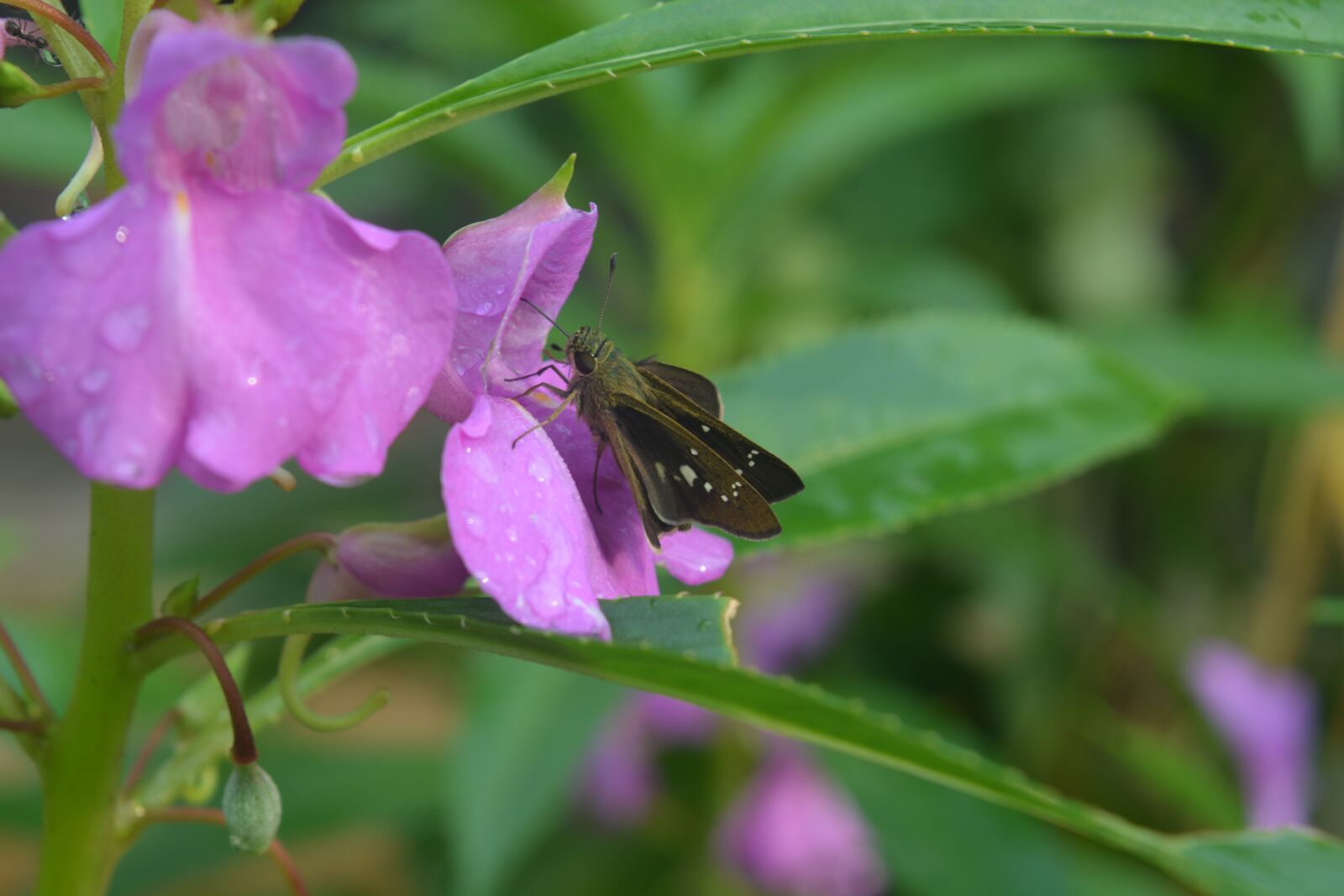Nikon D5200 sample photo. Purple, good, flowers photography