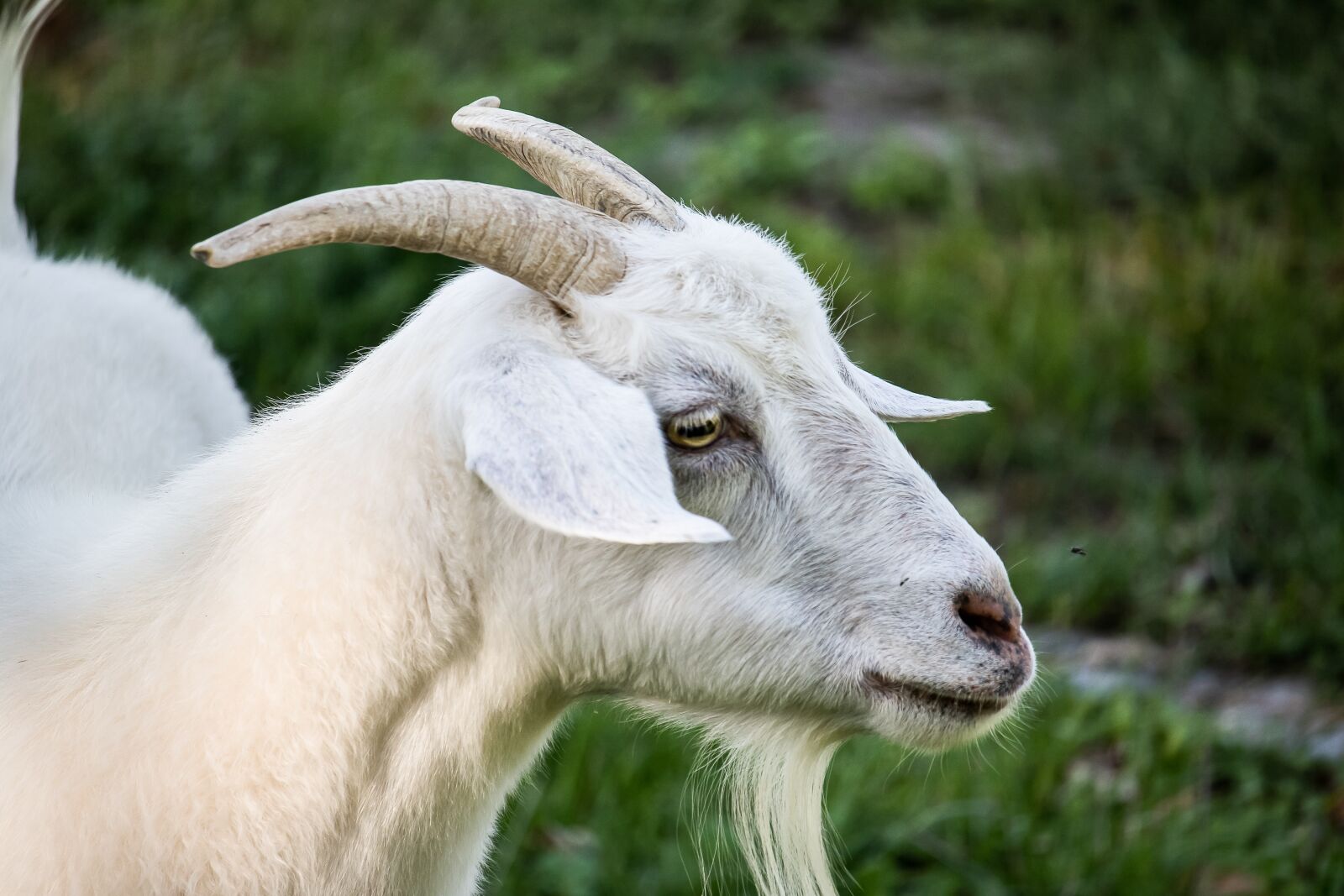 Canon EF-S 55-250mm F4-5.6 IS STM sample photo. Goat, mammal, animal photography
