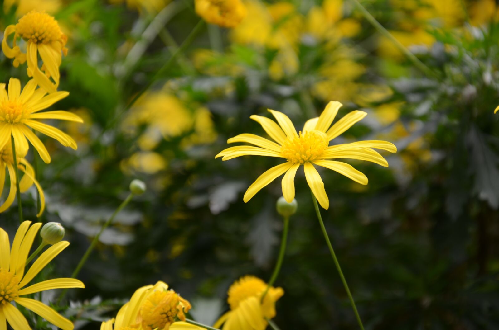 Nikon D7000 sample photo. Flower, the leaves, spike photography