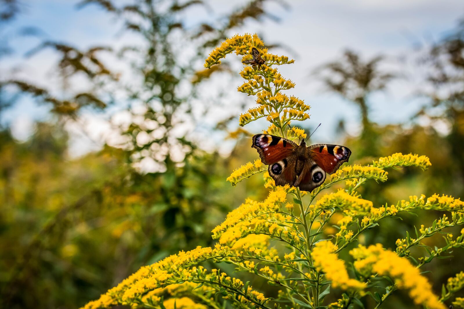 Nikon D7200 sample photo. Butterfly, yellow, flower photography