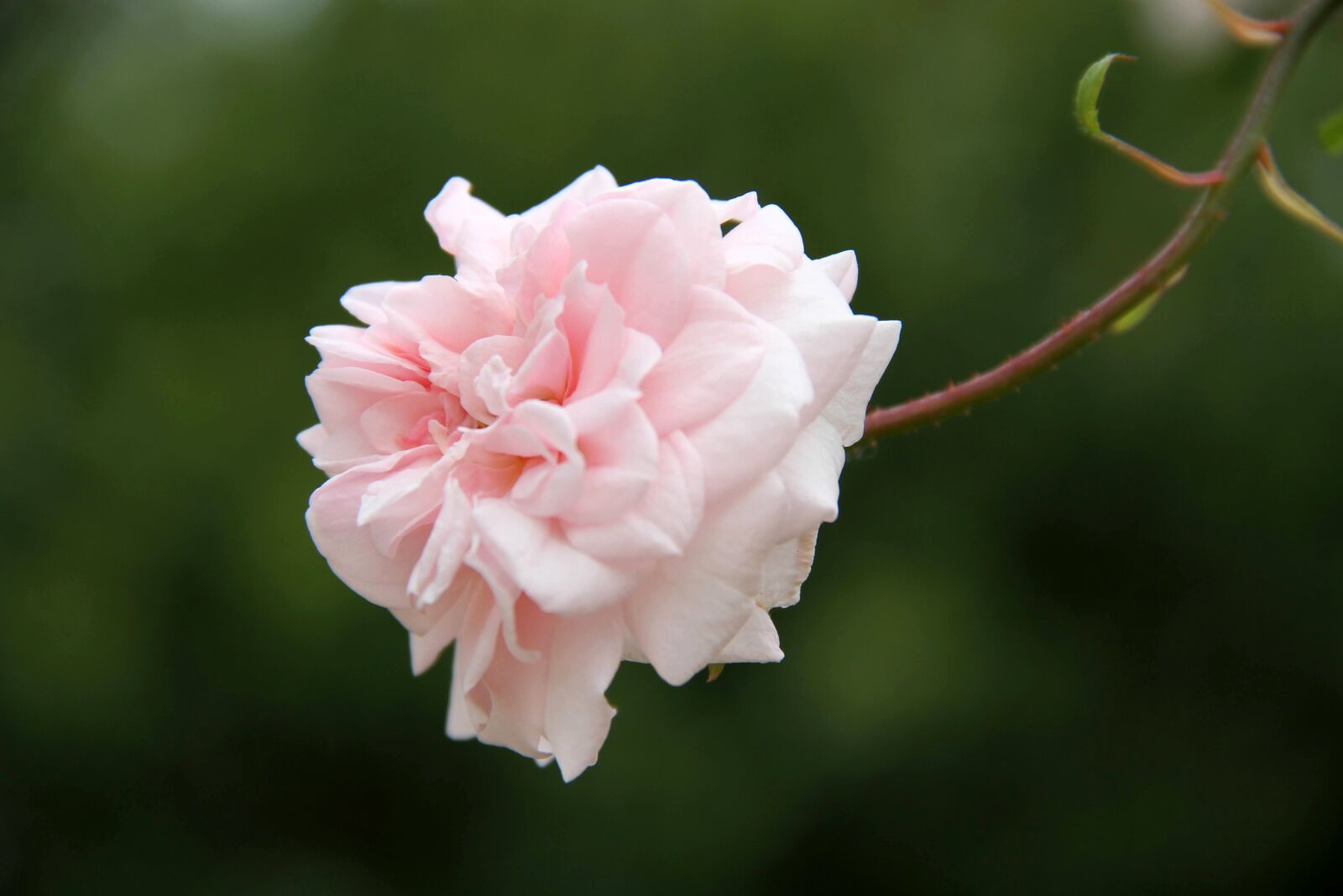 Canon EOS 7D sample photo. Rosa, flower, stem photography
