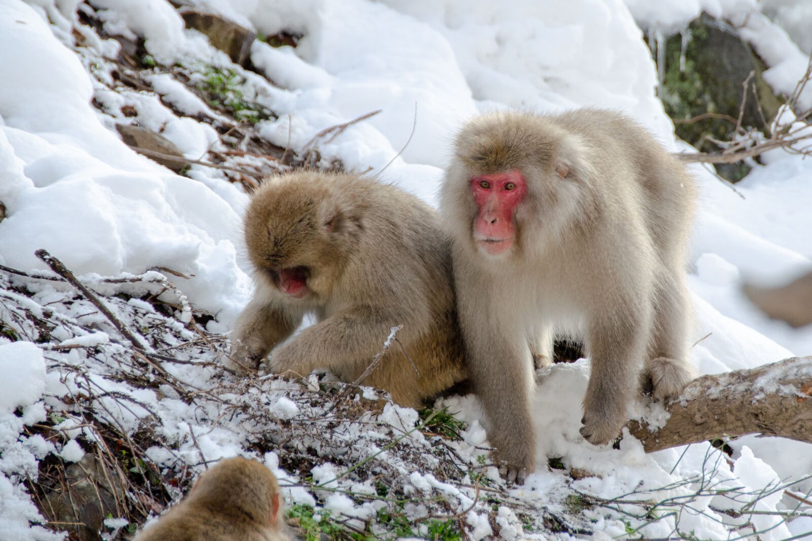 Nikon D5100 sample photo. Snow monkey, japanese macaque photography