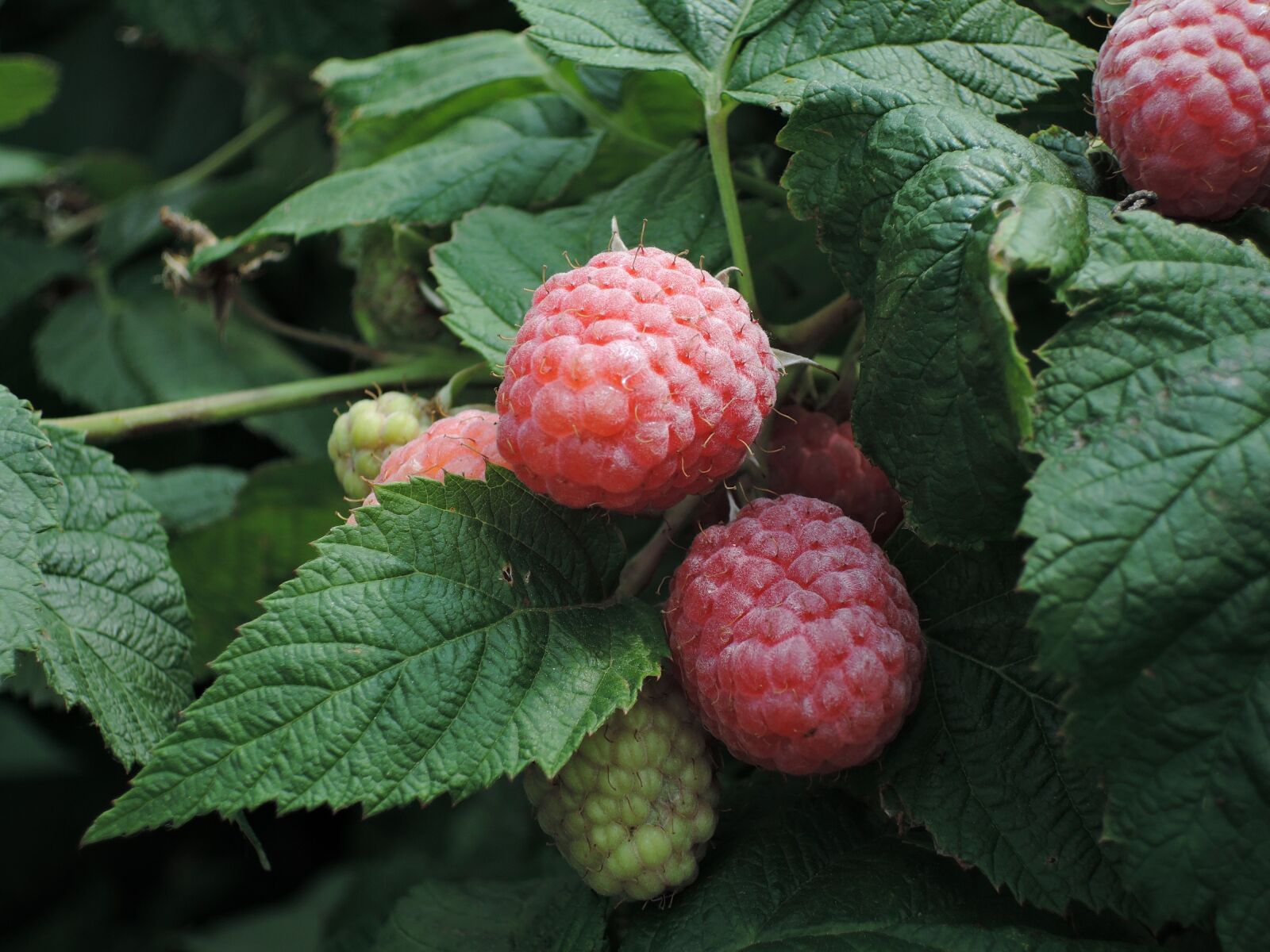 Nikon Coolpix P340 sample photo. Berry, raspberry, nutrition photography