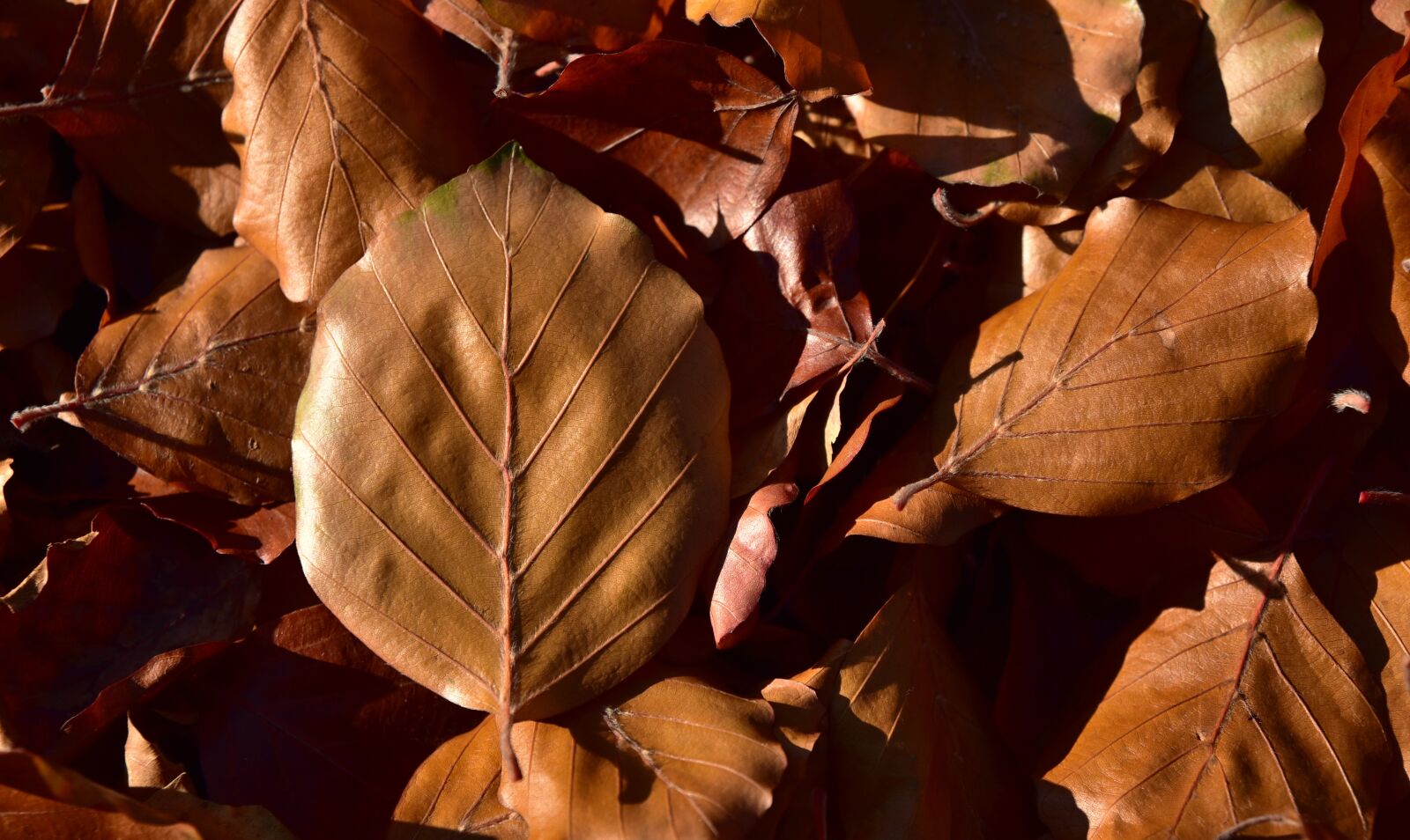 Nikon D750 sample photo. Leaves, beech leaves, nature photography