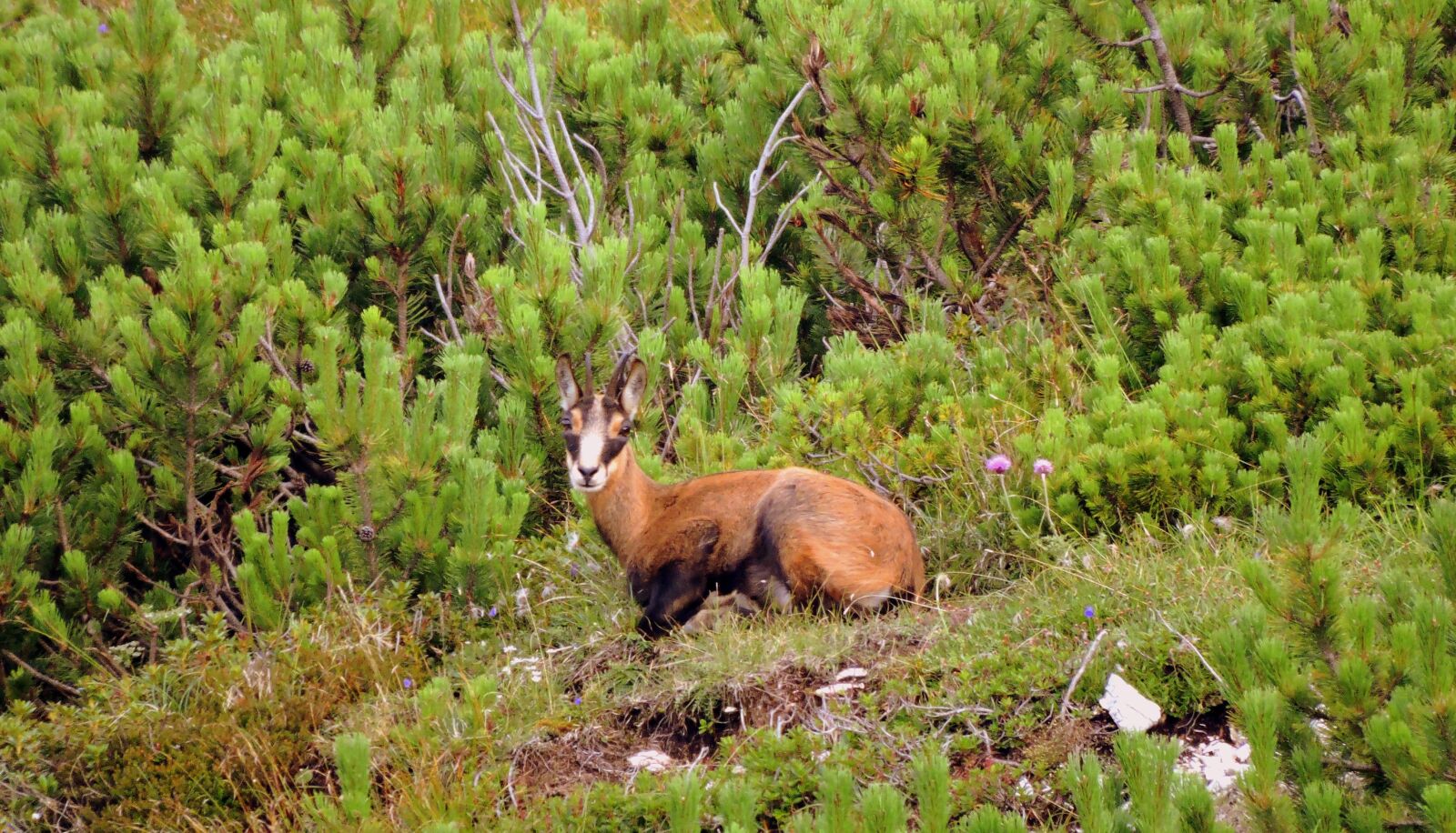 Nikon Coolpix P600 sample photo. Chamois, mountain, nature photography