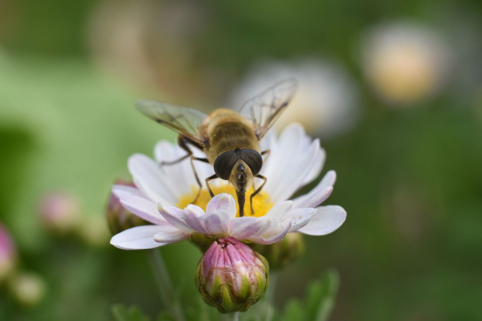 Nikon D5600 sample photo. Insect, flower, autumn photography