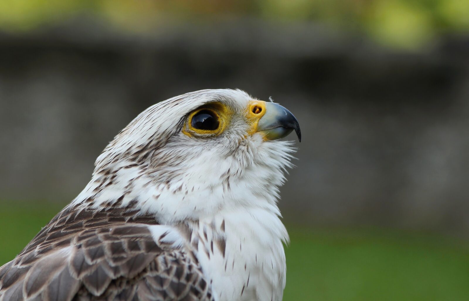 Canon EOS 650D (EOS Rebel T4i / EOS Kiss X6i) sample photo. Falcon, birds of prey photography