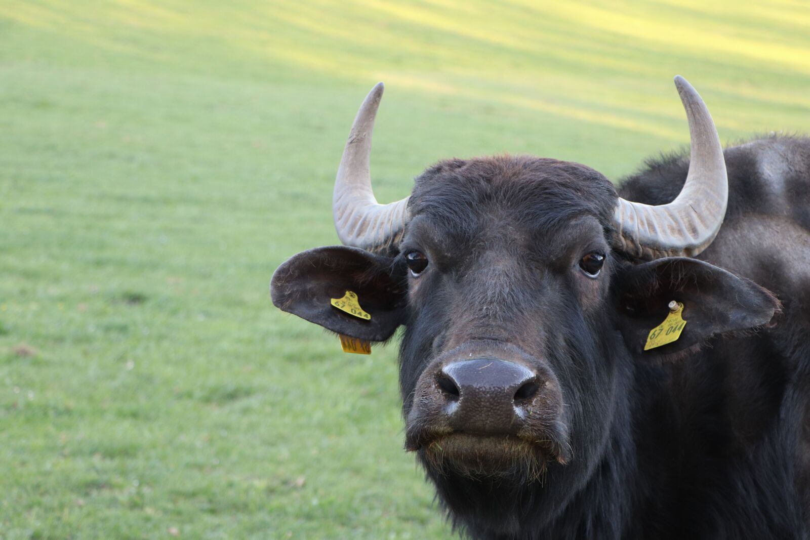 Canon EF-S 18-135mm F3.5-5.6 IS USM sample photo. Bull, animal, cow photography