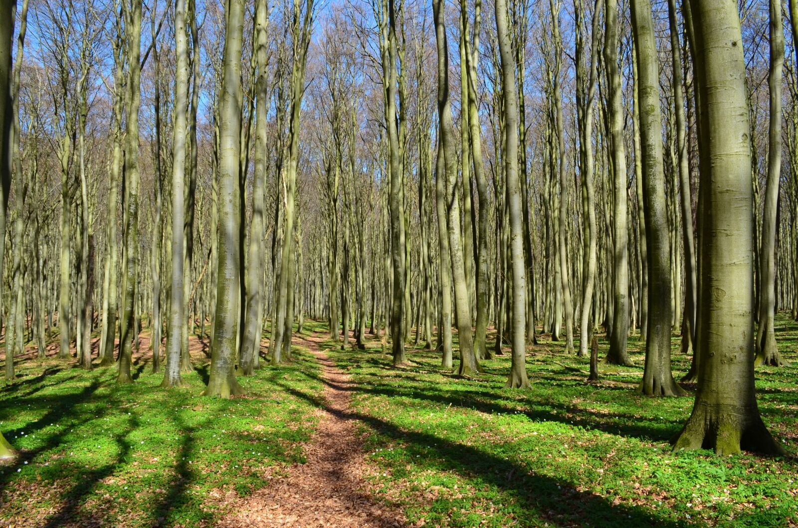 Nikon D5100 sample photo. Forest, forest path, coastal photography