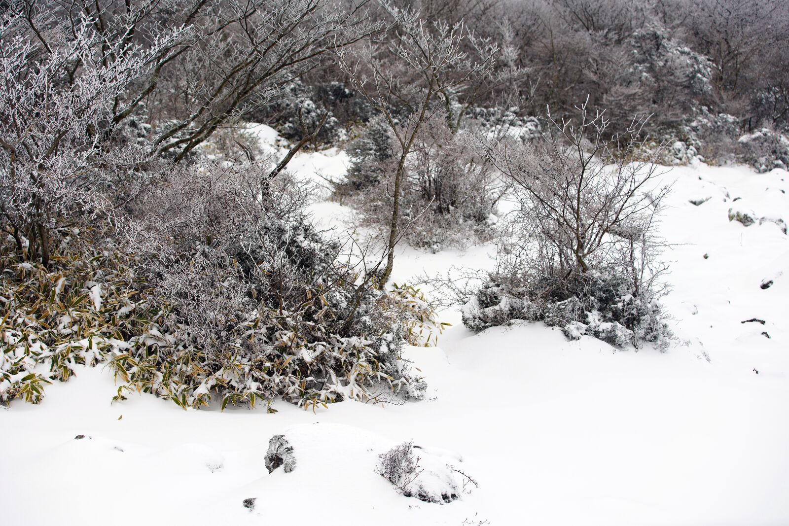 Canon EF 70-200mm F2.8L USM sample photo. Snow, white, winter photography