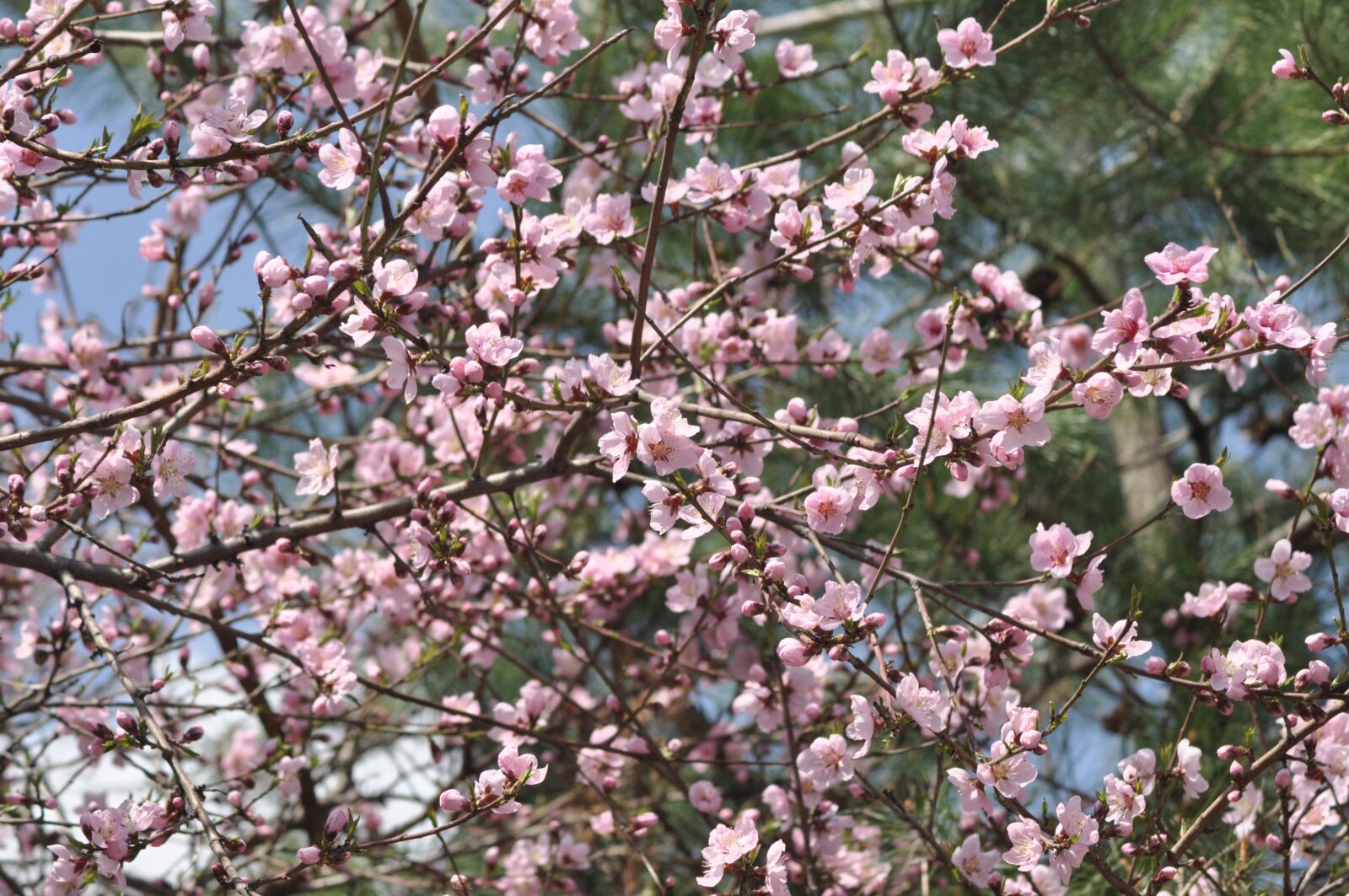 Nikon D90 sample photo. Flowers, spring, pink photography