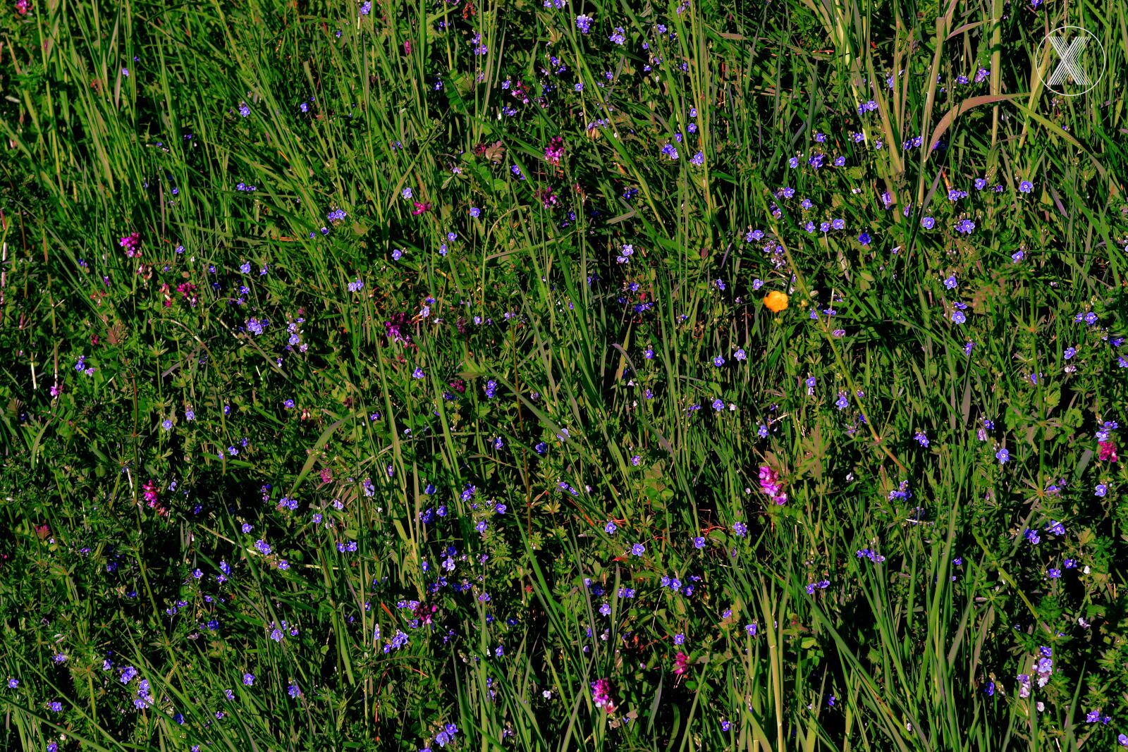 Nikon D7500 sample photo. Grass, green, flower photography