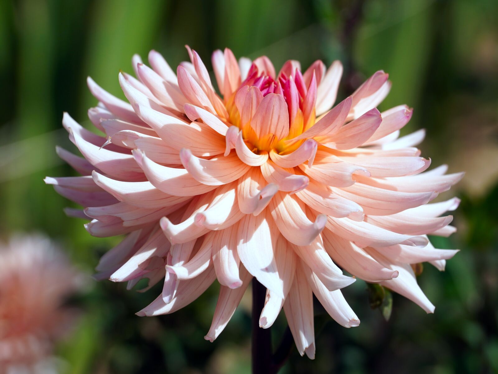 Sony E PZ 18-105mm F4 G OSS sample photo. Dahlia, flower, blossom photography