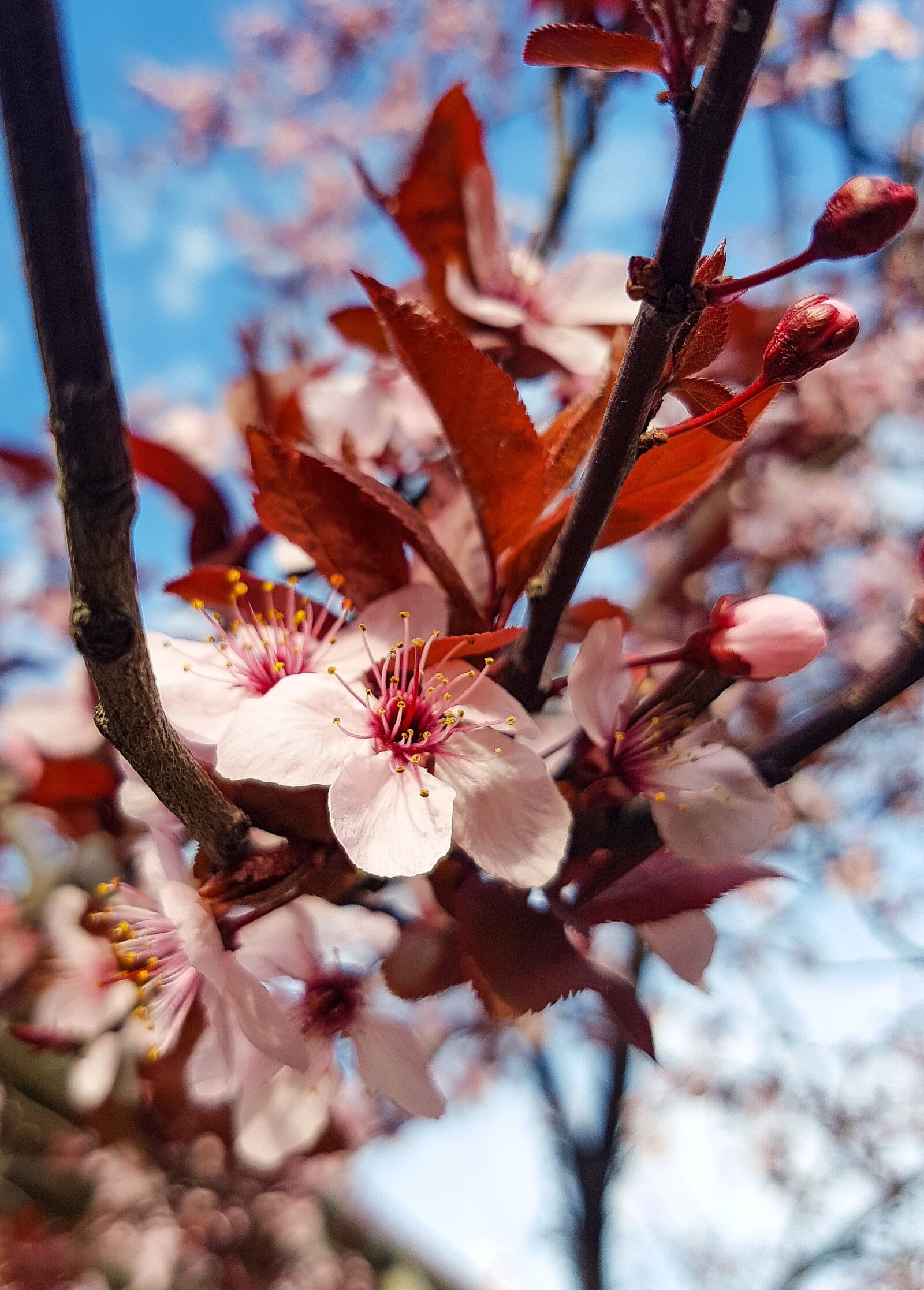 Samsung Galaxy S7 Edge Rear Camera sample photo. Tree, branch, cherry photography