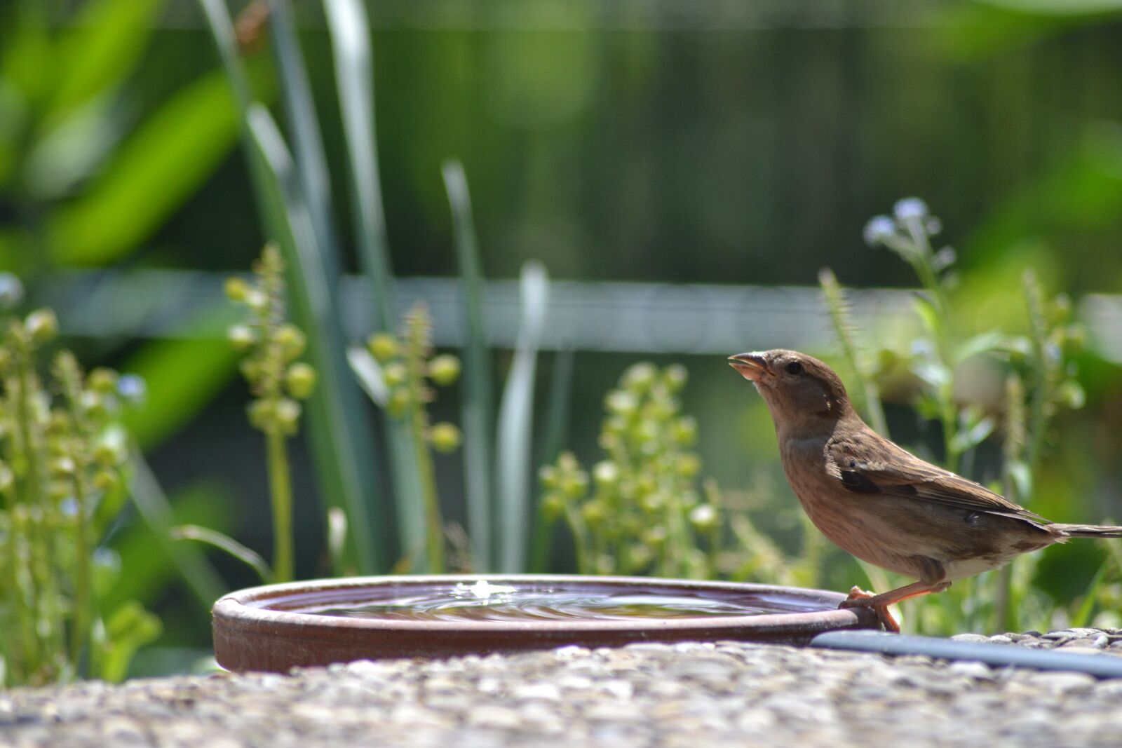 Nikon D3100 sample photo. Bird bath, summer, water photography