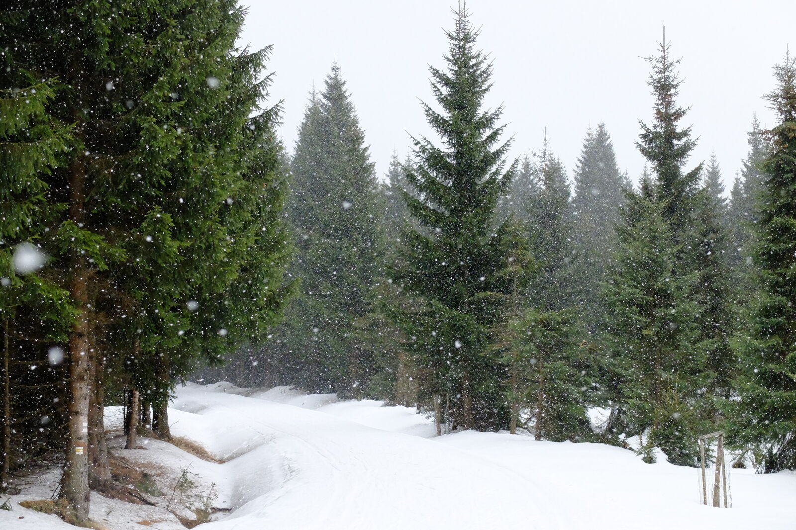 Fujifilm X30 sample photo. Forest, mountains, snow, snowfall photography