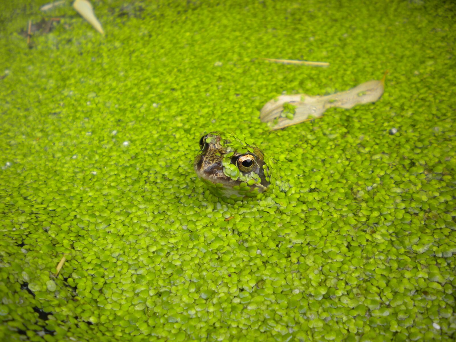 Nikon Coolpix S220 sample photo. Frog, nature, pond photography