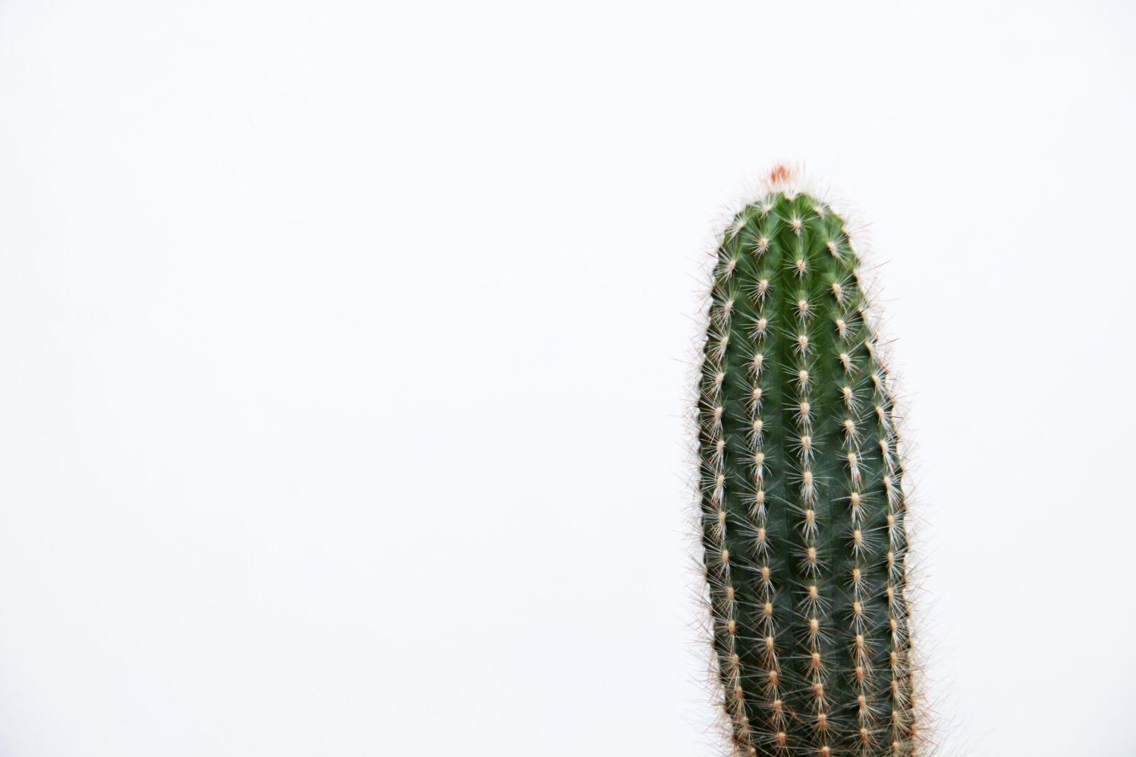 Canon EOS 5D Mark II sample photo. Desert, plant, cactus photography