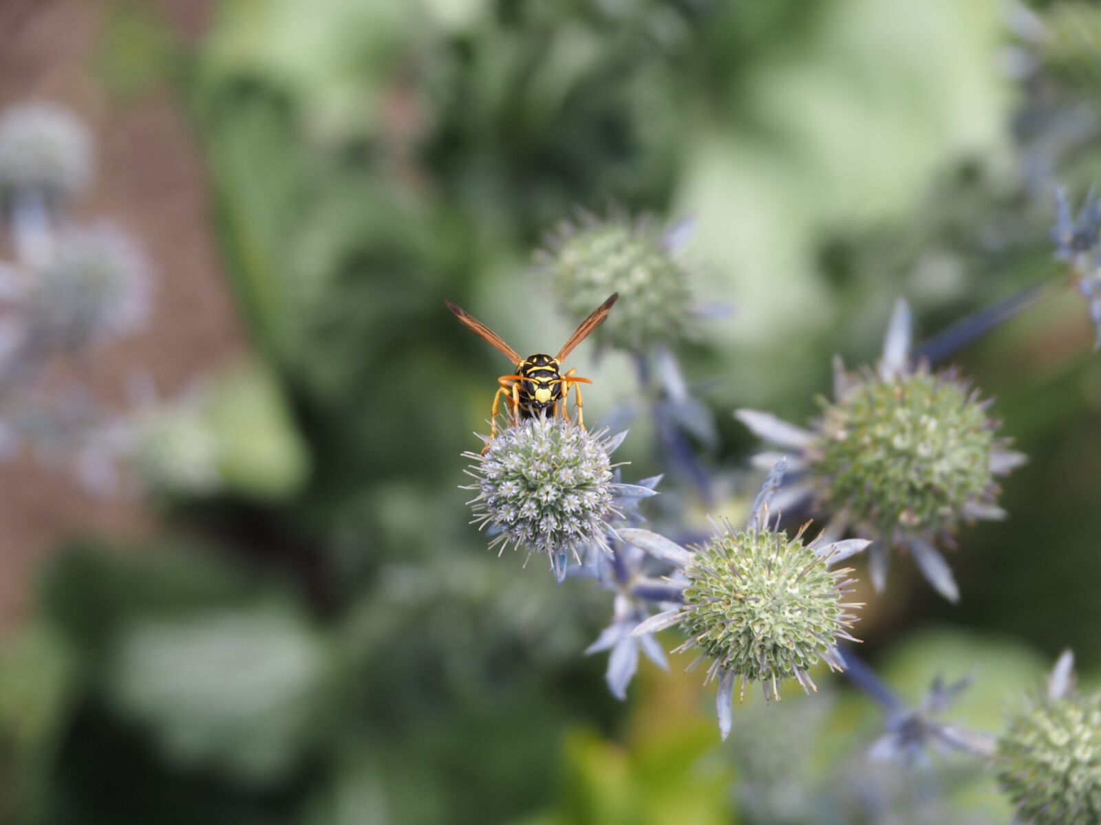 Olympus PEN E-PL7 sample photo. Wasp, garden, flowers photography