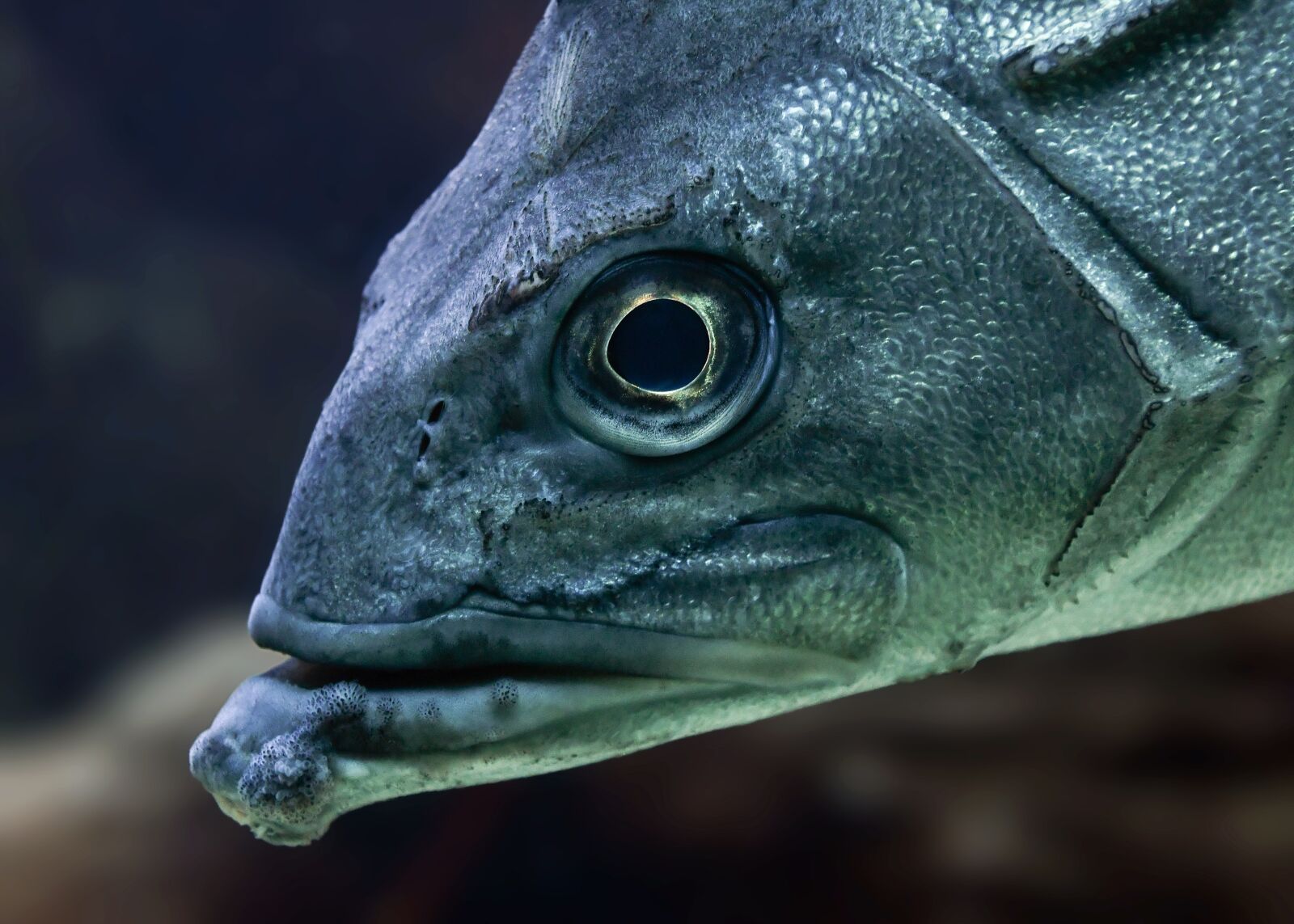 Nikon D500 sample photo. Fish, head, water photography