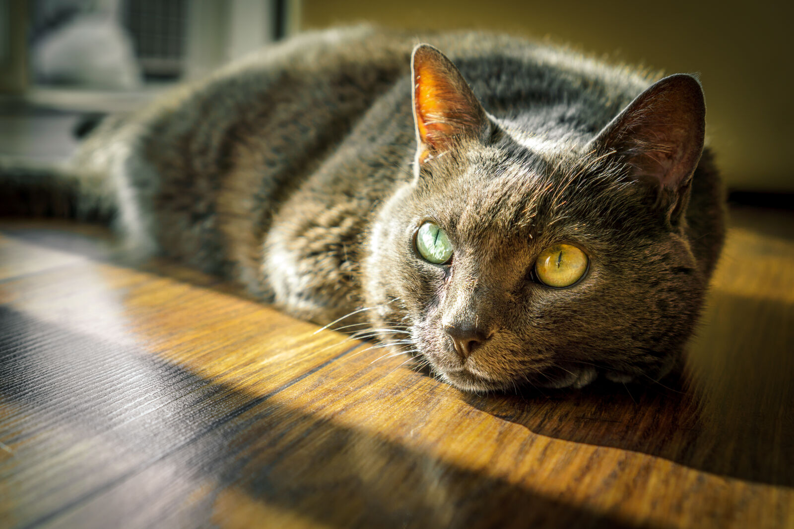 Sony a6000 + Sony E 35mm F1.8 OSS sample photo