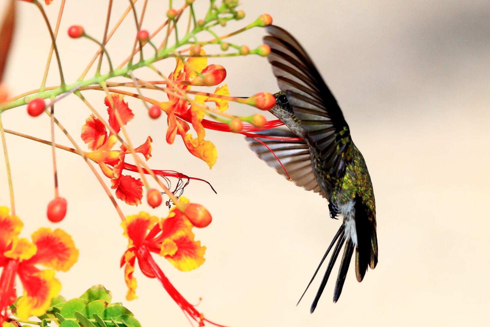 Canon EOS 5D Mark II sample photo. Hummingbird, cuba, wildlife photography