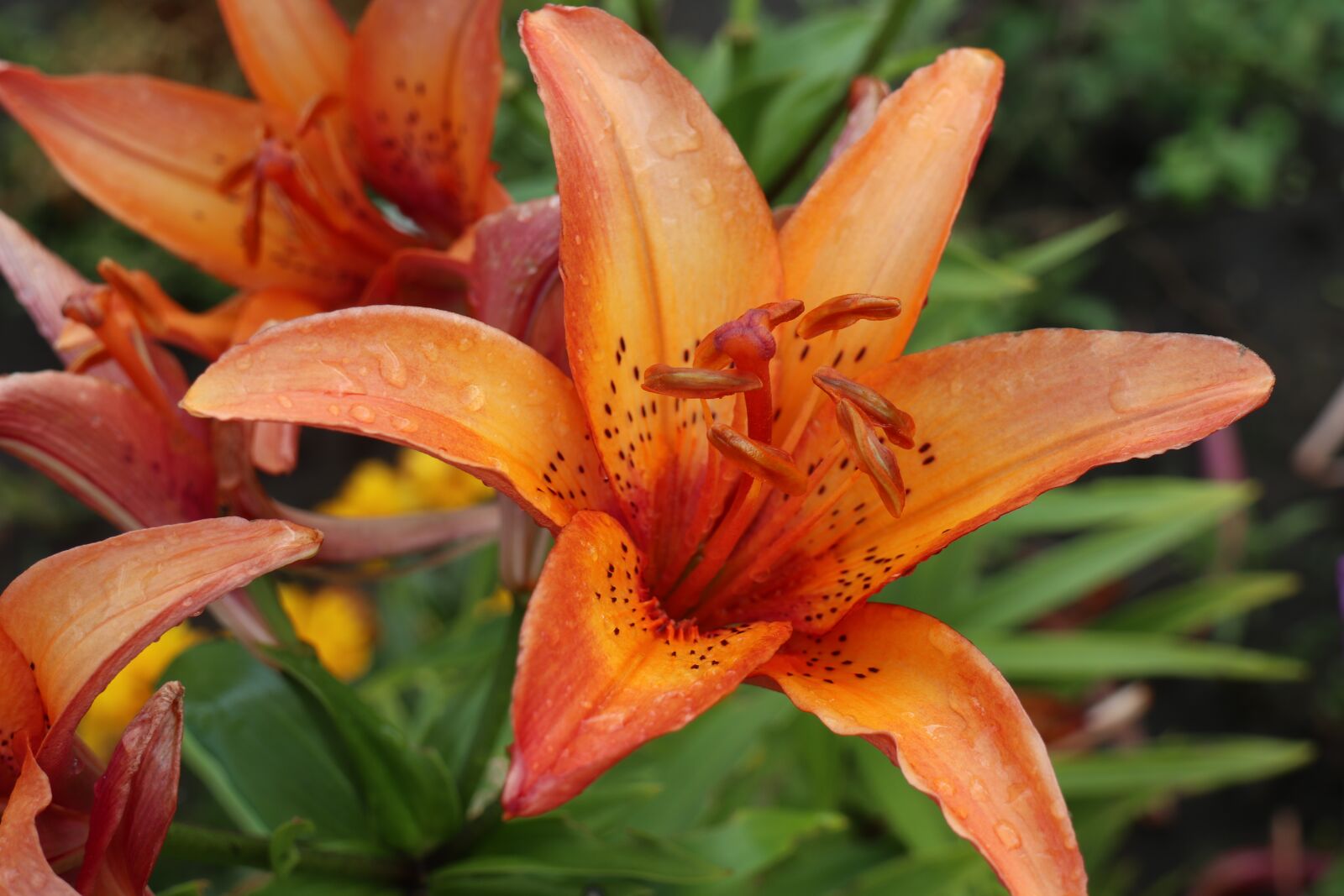 Canon EOS M6 sample photo. Summer, garden, flowers photography