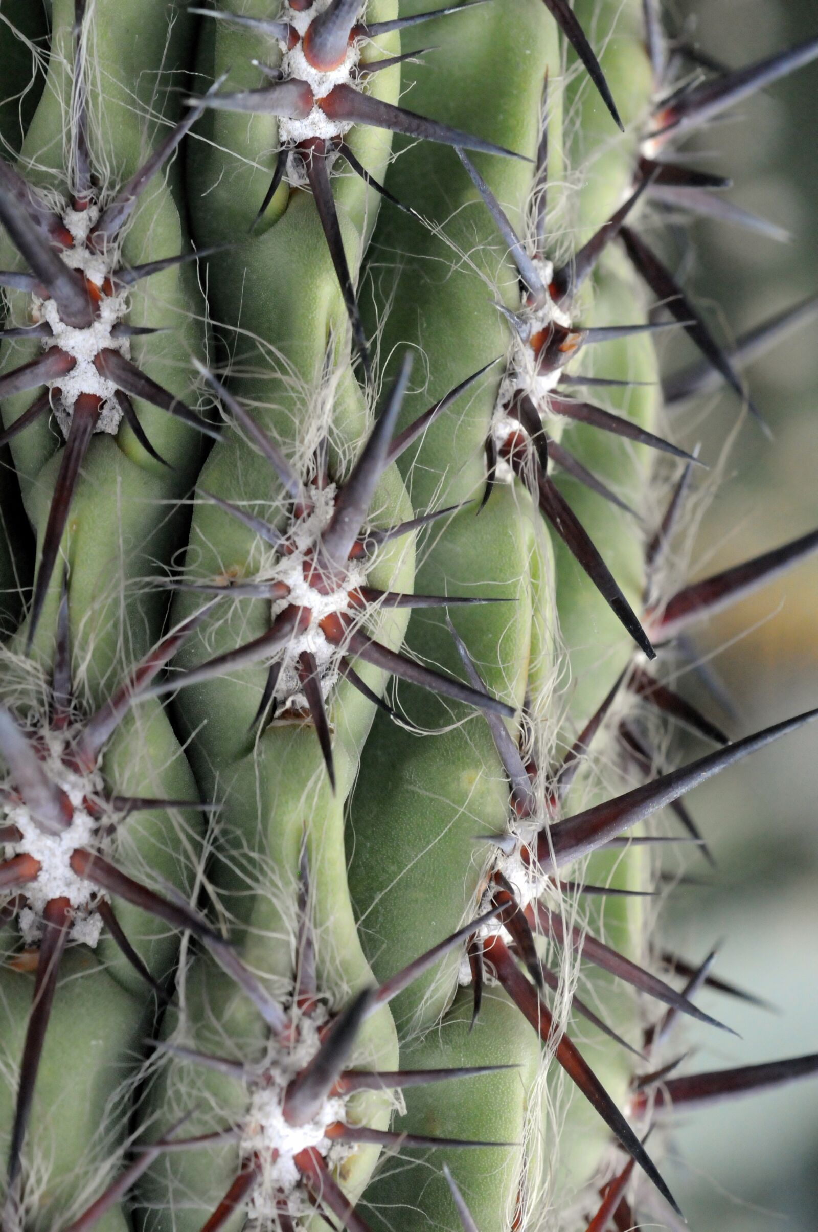 Nikon D300 sample photo. Cactus, spice, thorns photography