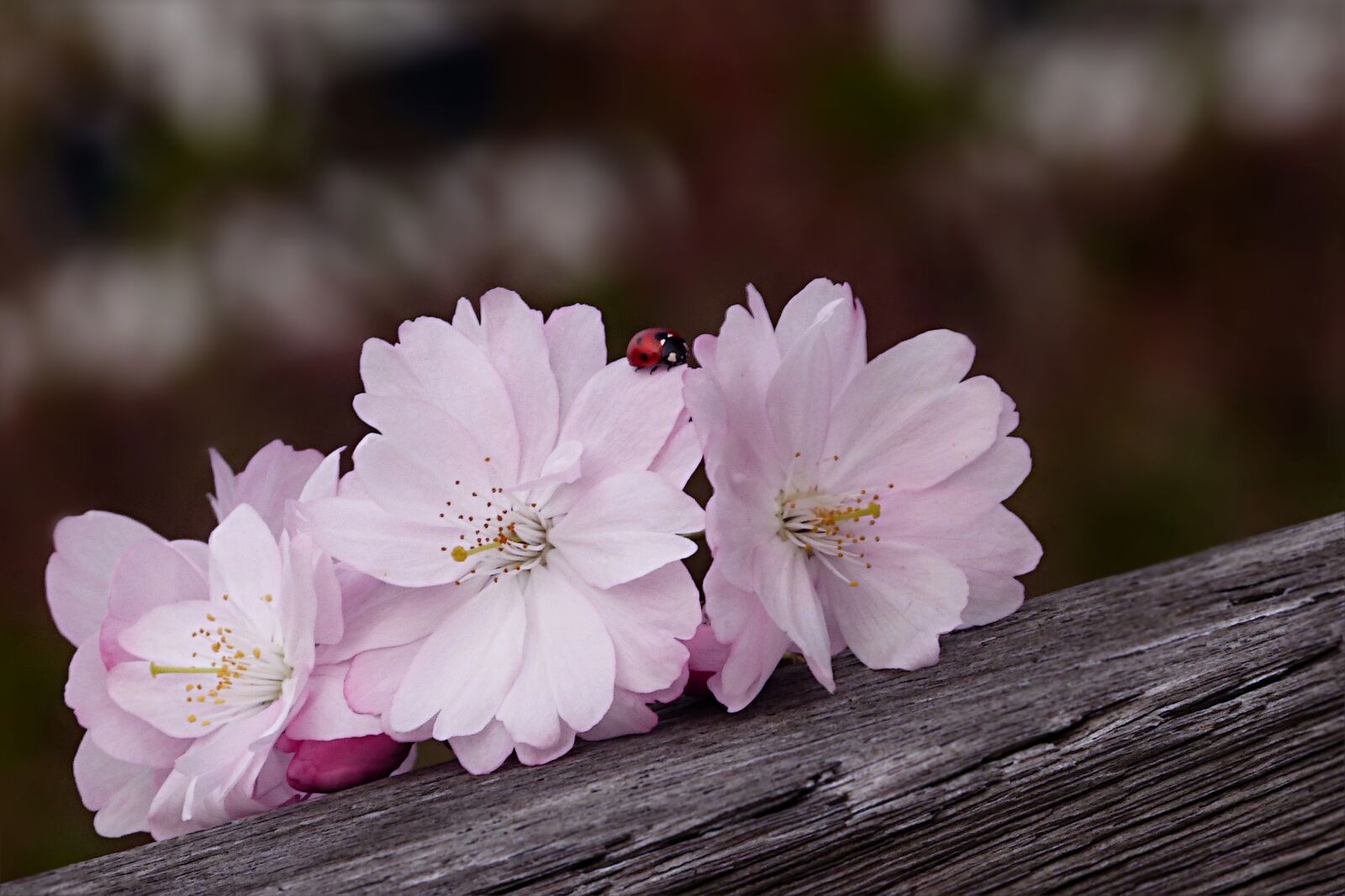 Panasonic Lumix DMC-FZ200 sample photo. Nature, blossom, bloom photography