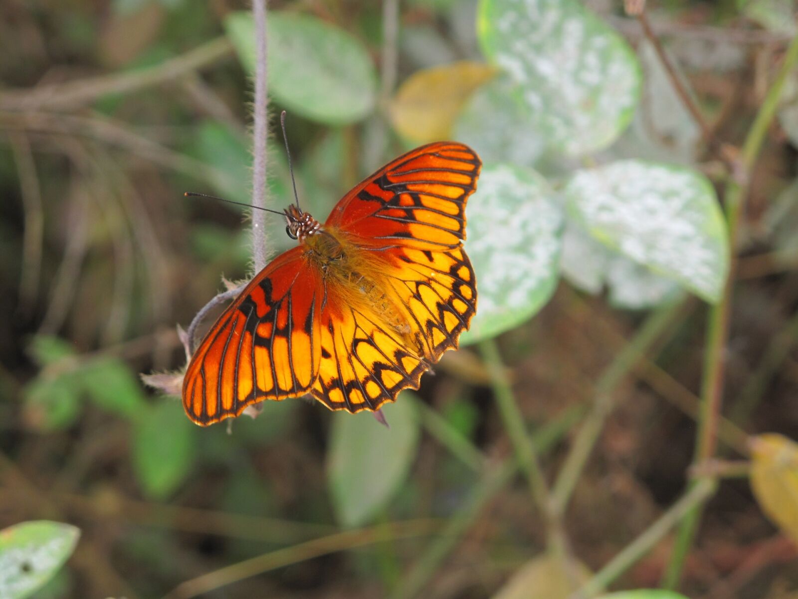 Canon PowerShot G10 sample photo. Gulf fritillary, butterfly, insect photography